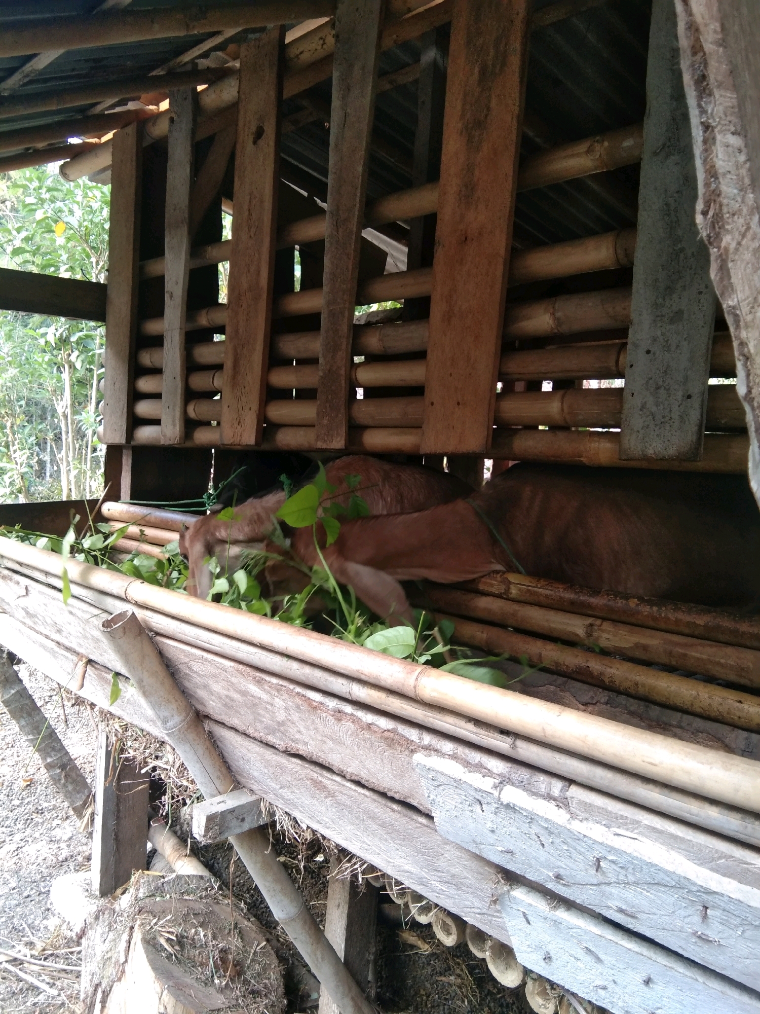 This image depicts the interior of a rustic, open-sided shelter constructed with wood and bamboo. The shelter appears to be in a rural setting, possibly in the city of Karangsambung, Indonesia, given the context provided. A brown goat is visible inside, actively eating green leafy vegetation that is piled in front of it. The goat's head and part of its body are obscured by the leaves. The shelter has a sloped roof made of corrugated material and its walls are formed by vertical wooden posts and horizontal bamboo poles. Some natural light filters into the structure, illuminating the goat and its food. The ground beneath the shelter is covered with gravel and debris, and further evidence of rural construction materials like logs are visible.