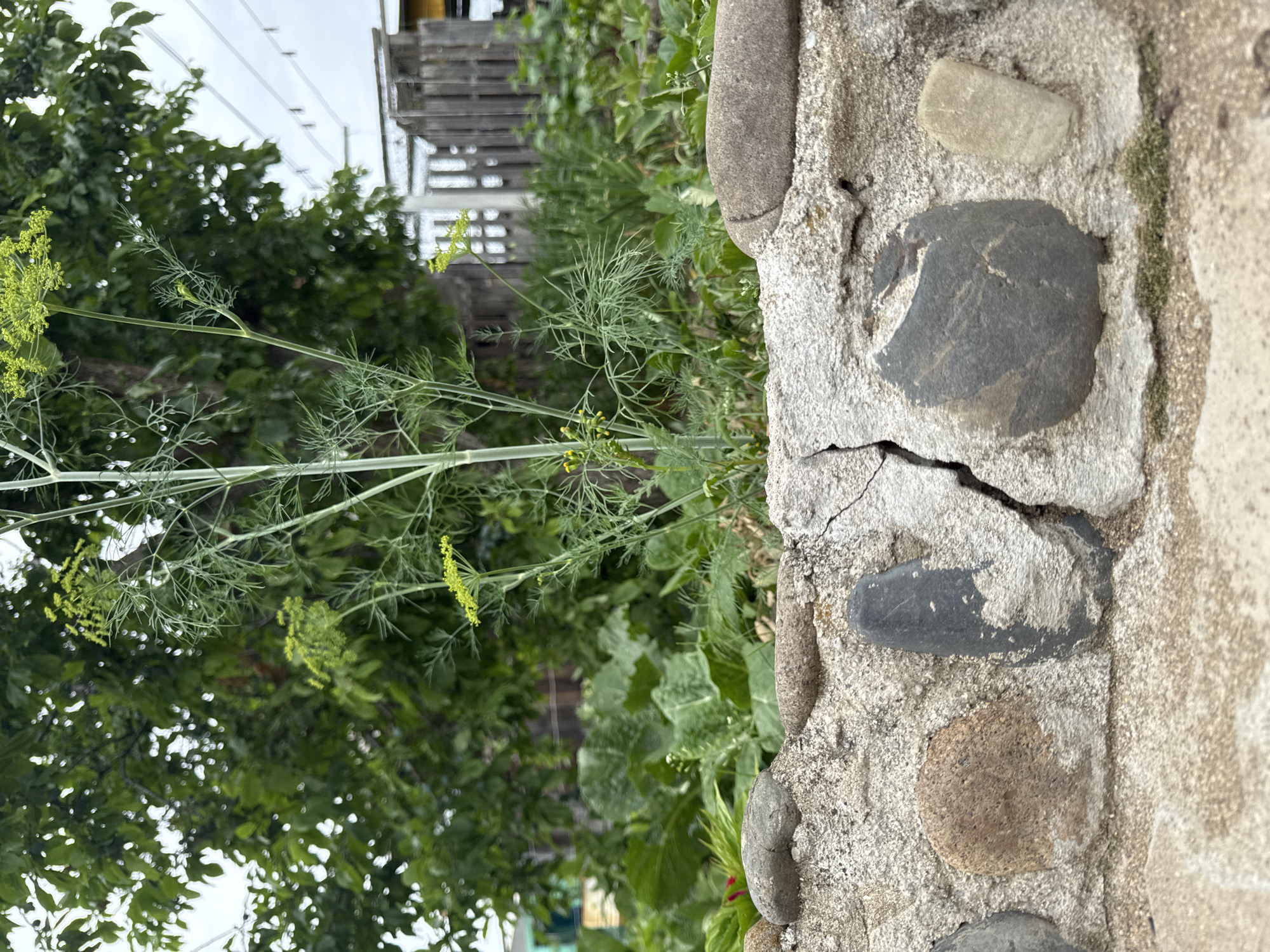 The image depicts an outdoor scene in Chuguyevka, Russia. In the foreground, a low, weathered stone wall constructed from various sized river stones and concrete mortar is visible. The wall exhibits signs of age, with visible cracks and chipped mortar. Behind the wall, a garden bed is filled with lush green vegetation, including a tall dill plant with yellow flowers in bloom. Further in the background, a wooden fence and trees are present, suggesting a residential or backyard setting. The sky appears overcast. There are no people or animals visible in the image.