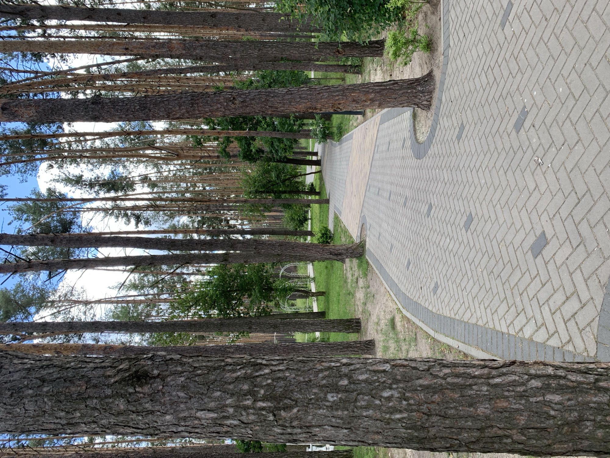 The image depicts a paved pathway winding through a park in Hostomel, Ukraine. Tall pine trees with rough bark line the path on either side, creating a dense forest canopy overhead. The pathway is constructed with light gray rectangular pavers laid in a herringbone pattern, bordered by a darker gray strip. In the background, patches of green grass are visible, along with smaller trees and some white arched structures that appear to be decorative garden elements. The sky above is a bright blue with scattered white clouds, and the lighting suggests it is daytime. There are no people or animals visible in the scene. The overall impression is one of a tranquil, well-maintained park environment.