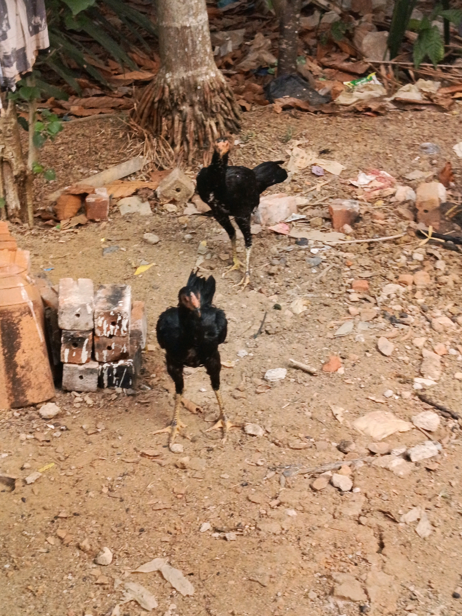 Two black chickens are in an outdoor, dusty area. The chicken in the foreground is facing the camera, its head slightly tilted. The second chicken, further back, is also facing forward. The ground is a mix of dirt and small stones, with scattered debris including leaves, bits of plastic, and some reddish-brown bricks. A stack of weathered, grey bricks is visible to the left of the foreground chicken, and to its left is a large, orange, conical object, possibly a planter. In the background, a tree trunk with exposed roots is prominent, with dry leaves and some green foliage surrounding it. A piece of striped fabric hangs on a pole to the far left. The scene appears to be in a somewhat unkempt, possibly rural or semi-urban environment, consistent with the general atmosphere of Megang Sakti I, Indonesia.