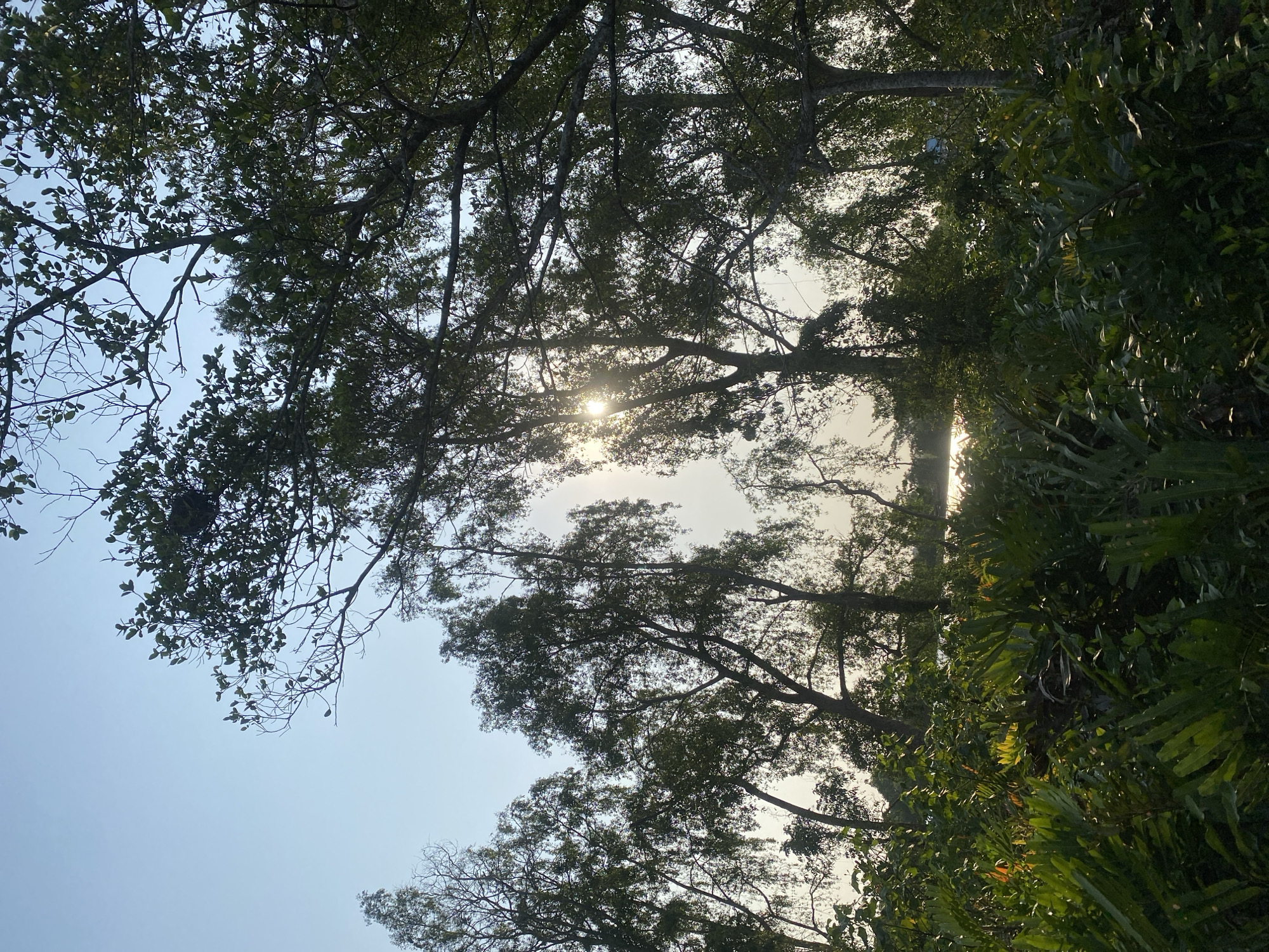 This is a vertical, eye-level, outdoor shot of a forest with the sun shining through the trees. In the foreground, there are lush green plants and ferns. The middle ground features a body of water, reflecting the sunlight. The background is dominated by trees with their branches and leaves silhouetted against the bright sky. A bird's nest is visible in the upper left quadrant of the image, nestled within the branches of a tree. The overall atmosphere is serene and natural. The location is the city of Sungai Pitung, Indonesia.