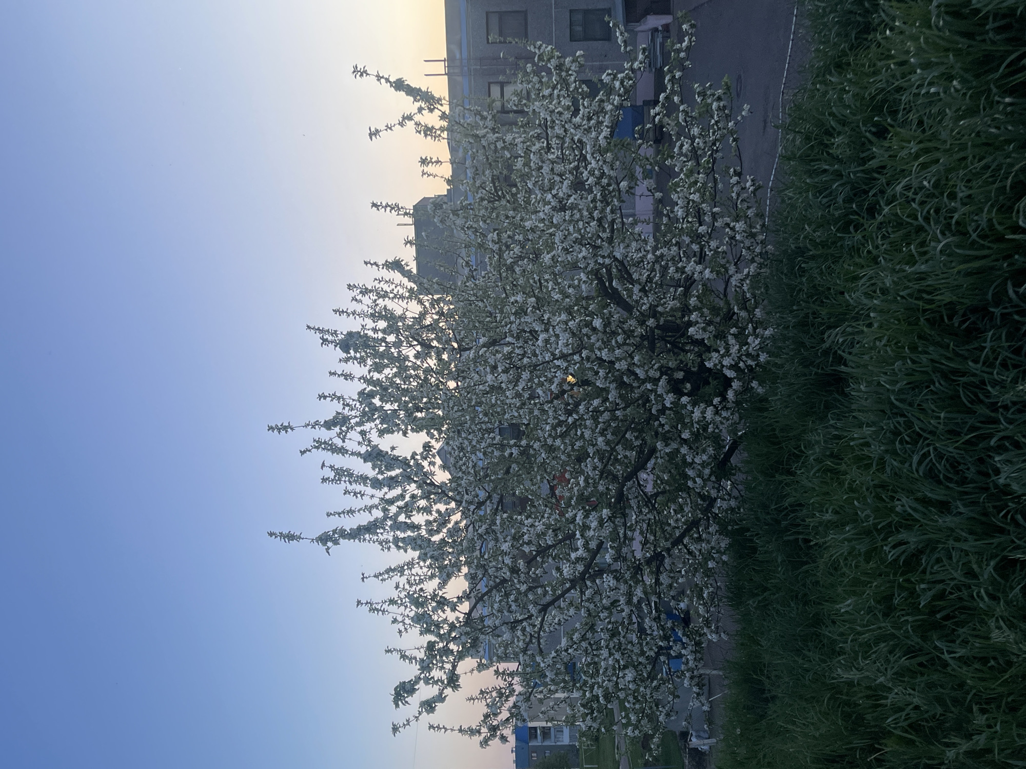 The image depicts a flowering tree with white blossoms, likely in the spring. To the right of the tree is a patch of tall, green grass. In the background, there is a multi-story residential building. The sky is light blue with a hint of orange near the horizon, suggesting dawn or dusk. The setting appears to be a residential area, potentially in a city with Soviet-era architecture. Based on the request including the location, the scene is plausibly located in Марковский, Russia, given the style of building in the background. The image seems to be taken at ground level. No people or animals are visible.