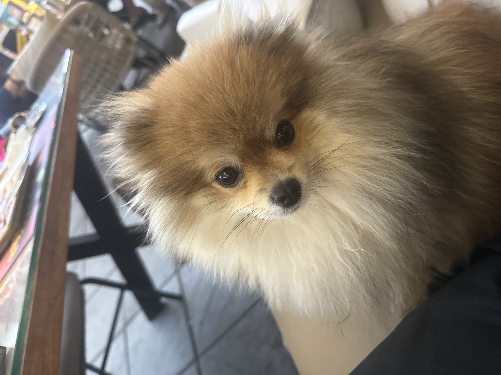 A small, fluffy Pomeranian dog is the central subject of this close-up indoor shot. The dog looks directly at the camera with an attentive and curious expression. Its fur is a mix of light brown and fawn on its head and body, transitioning to creamy white around its muzzle, chin, and chest. It has dark, round eyes and a small, black nose, with fine black whiskers extending from its face.
The dog is positioned in the center and right side of the frame, appearing to be held or resting on a dark, indistinct fabric, possibly clothing or a lap, visible in the bottom right corner. The background is softly blurred, indicating a shallow depth of field, with only hints of the surrounding environment discernible. To the left, a wooden edge and a thin, reflective vertical strip suggest part of a table or a display case. Further back, out-of-focus shapes hint at indoor furniture, including dark, possibly metallic, chair frames or other structural elements. The general lighting suggests it is daytime. The setting appears to be an indoor space, such as a cafe, a home, or a pet-friendly establishment in Sofia, Bulgaria. There is no visible text in the image.