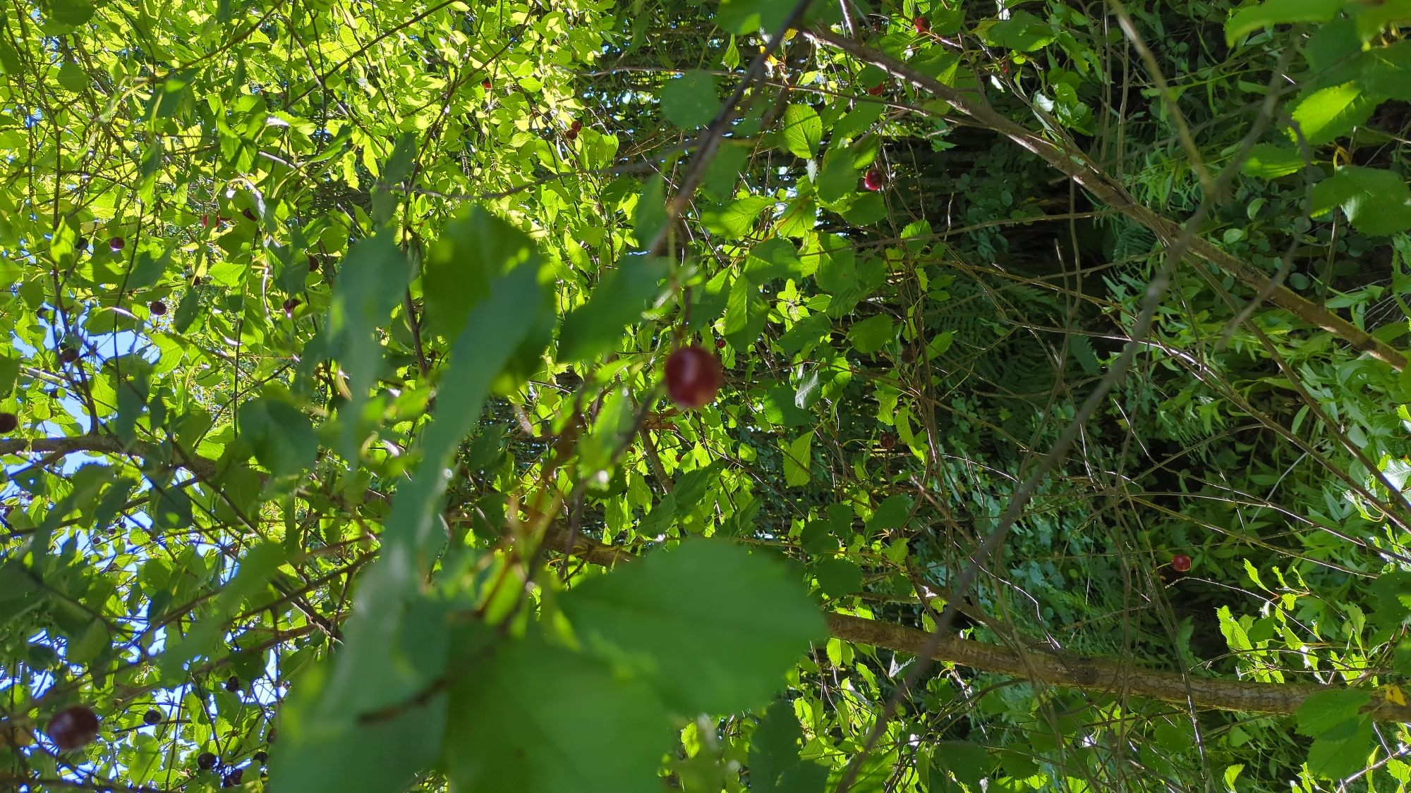 The image depicts a cluster of cherry trees with ripe red cherries, set against a backdrop of lush green foliage. The sun is shining, casting dappled light through the leaves, suggesting a pleasant, warm day. The scene is natural and appears to be in a rural or park-like setting within Kløfta, Norway, likely during the summer season when cherries are in fruit. There are no people visible in the image. The focus is on the natural elements of the cherry trees, their branches, leaves, and the ripe fruit. The overall impression is one of natural abundance and the simple beauty of a fruit-bearing tree.