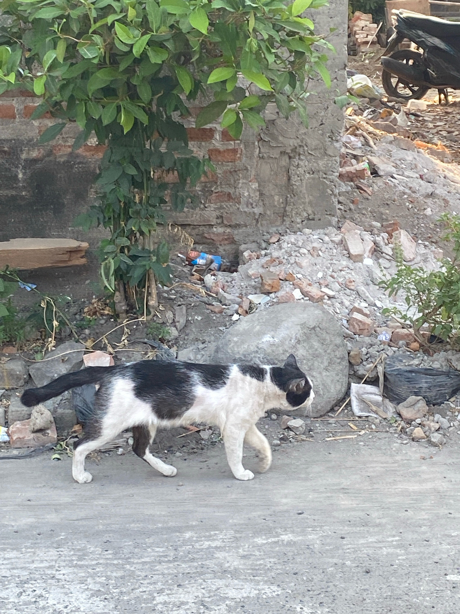 The image depicts an outdoor scene in Kediri City, Indonesia. A black and white cat is walking across a paved surface. In the background, there is a brick wall covered with vegetation, a pile of rubble including rocks and bricks, and a motorcycle. The environment appears to be a somewhat unkempt urban or peri-urban area.