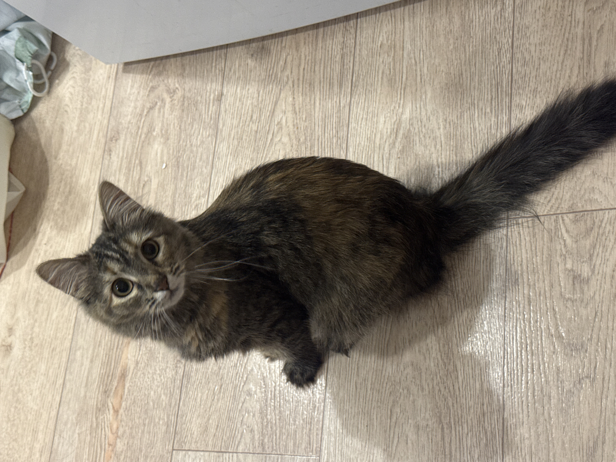 A small, long-haired tortoiseshell cat is sitting on a light-colored wooden floor. The cat is facing the camera with its head tilted slightly to the left. Its fur is a mix of brown, black, and orange. The cat has large, round, dark eyes and white whiskers. The floorboards are visible and appear to be made of laminate or wood. In the background, a white object and some fabric are partially visible. The image is taken from a high angle. The scene is indoors, and there is no information about the location in Saratov, Russia.
