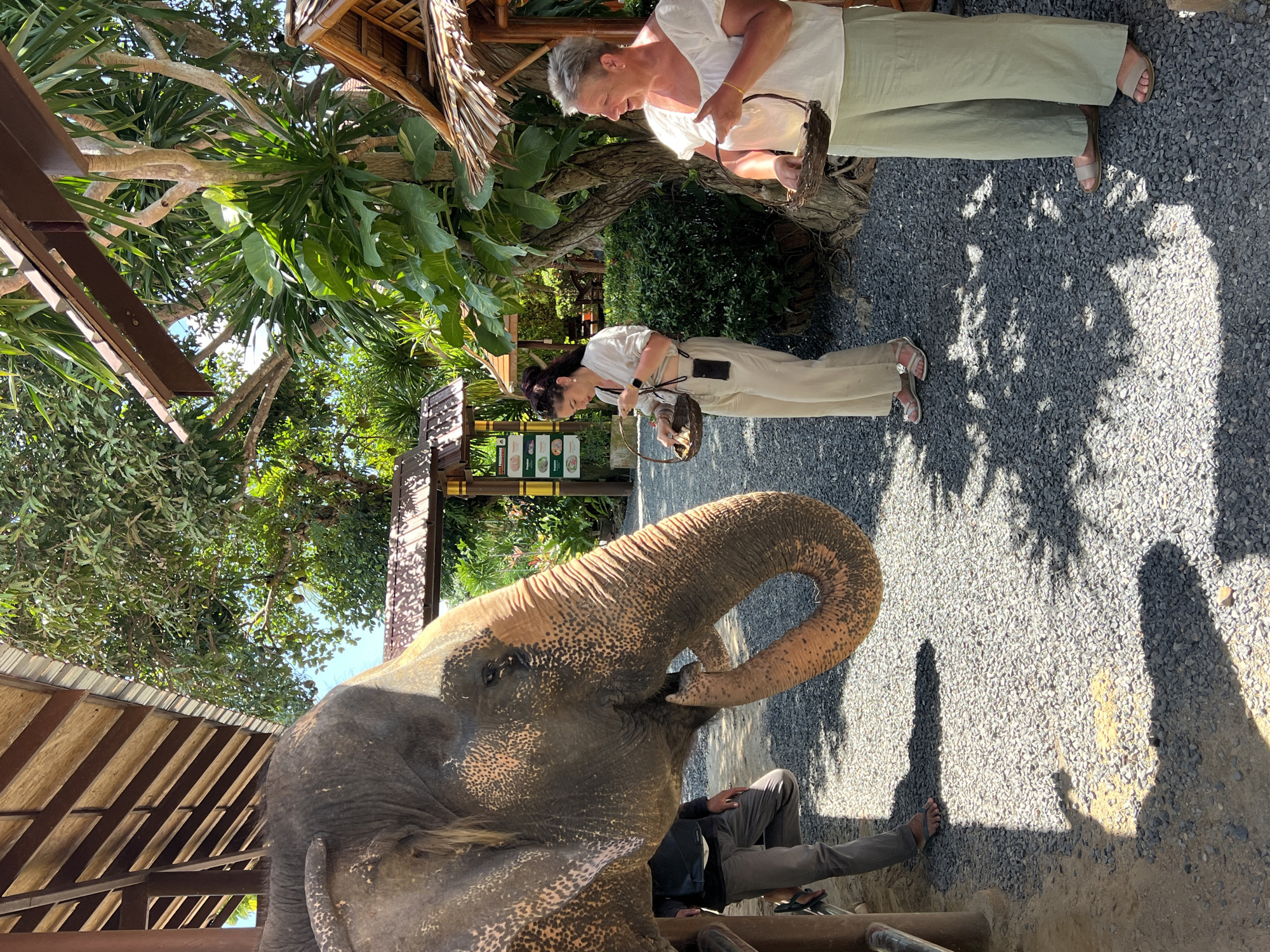 An elephant is being fed by two women at an elephant sanctuary in Baan Thurian, Thailand. The elephant's head and trunk are on the left side of the frame, reaching out towards the women. One woman, wearing a white top and beige pants, stands in the center of the frame holding a woven basket with food for the elephant. To her right, an older woman in a white top and light green pants holds a similar basket. The ground is covered in gravel. In the background, there are trees, lush greenery, and traditional Thai-style huts with thatched roofs, suggesting the location is a tourist attraction. The scene is set under a wooden structure with a slatted roof, providing shade.