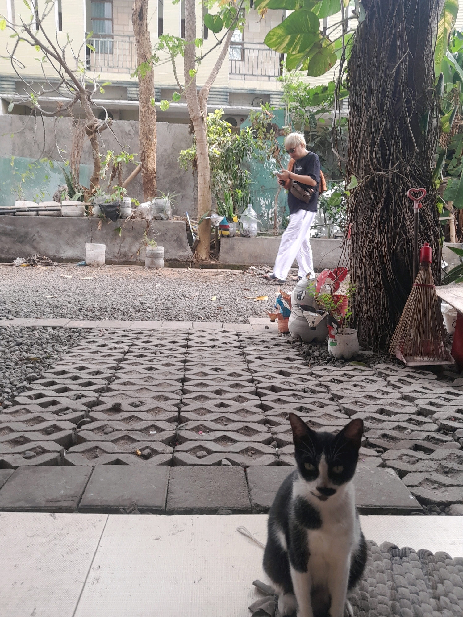 In Denpasar, Indonesia, a black and white cat sits in the foreground, facing the camera. The cat is positioned on a tiled surface, with a textured grey paving behind it. Further back, a person with short, light-colored hair and sunglasses walks away from the camera, looking at their phone. This person is wearing a dark t-shirt, white pants, and a bag slung over their shoulder. The environment appears to be an outdoor area with various plants, trees, and concrete structures. A broom with a red handle stands near a large tree with exposed roots. The ground is covered with gravel and the paving stones. Buildings and a grey wall are visible in the background.