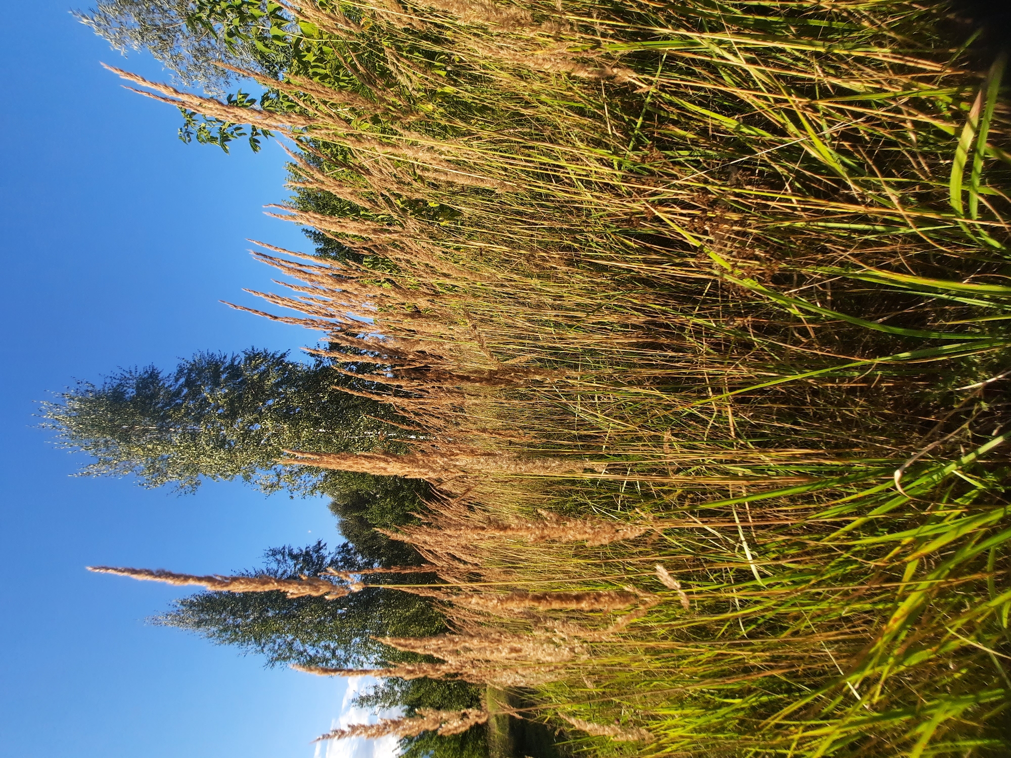 The image depicts a close-up view of dry, tall grass with feathery seed heads against a clear blue sky. In the background, a dense line of trees with green foliage forms a natural backdrop, with taller, lighter-colored trees interspersed among them. The lighting suggests it is daytime, with sunlight illuminating the grasses and casting some shadows. The environment appears to be a natural, outdoor setting, possibly a field or meadow on the outskirts of the city of Shklov, Belarus. There are no people or man-made structures visible in the frame.