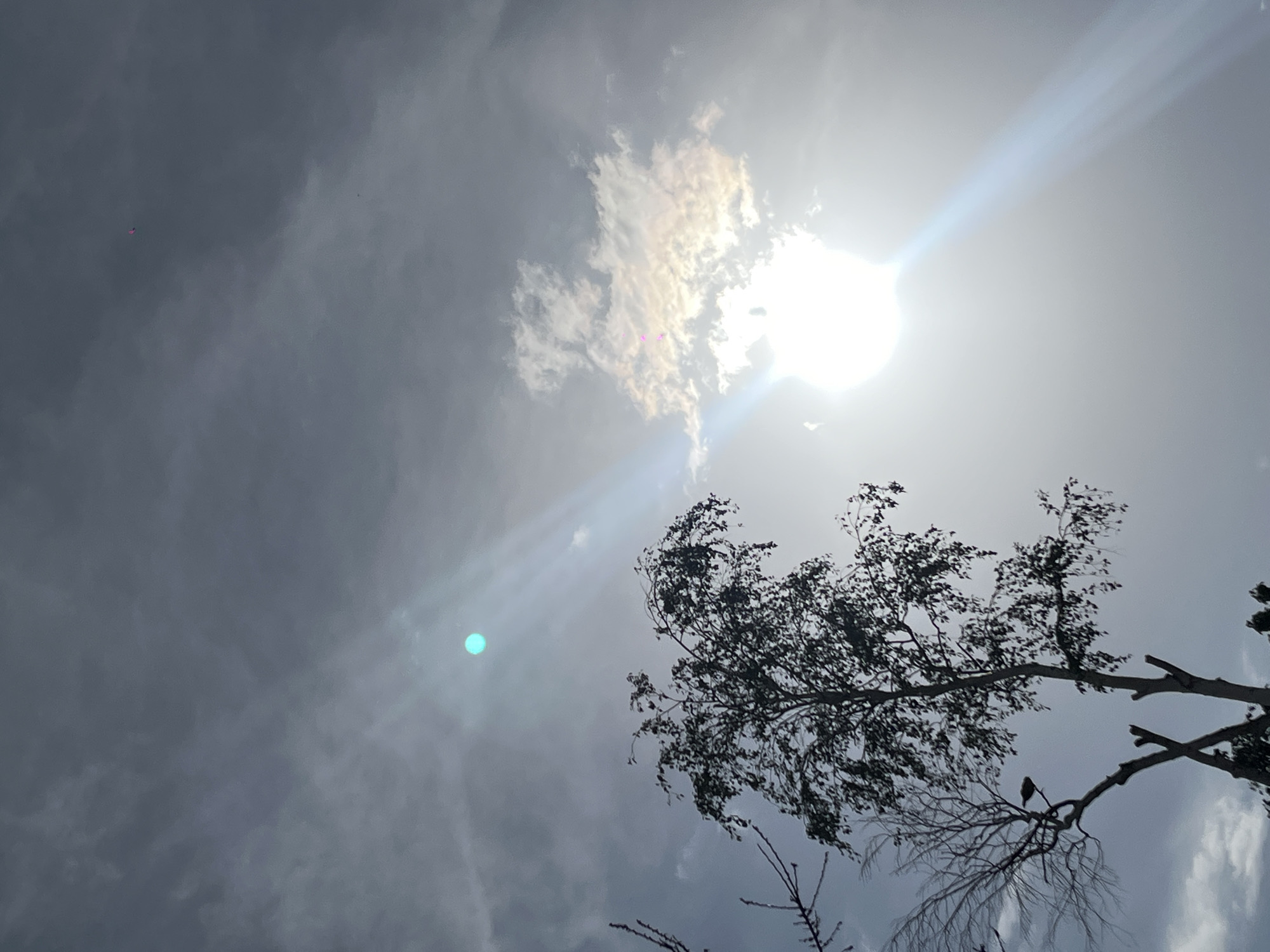 The image shows a sky with the sun shining brightly through a thin layer of clouds. There are sunbeams radiating from the sun. Part of a tree is visible at the bottom right. There is a small bird perched on one of its branches. In the upper left of the image, there is a small pink object in the sky. The scene appears to be outdoors. Novopokrovskaya, Russia is not discernible.