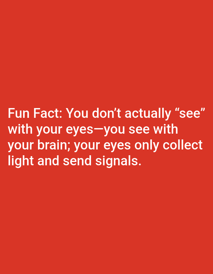 The image contains white text on a red background. The text reads: "Fun Fact: You don't actually “see” with your eyes—you see with your brain; your eyes only collect light and send signals." There are no people, subjects, objects, actions, interactions, or environmental elements present in the image besides the text and background. The location of this image is not specified and cannot be determined from the visual information provided.