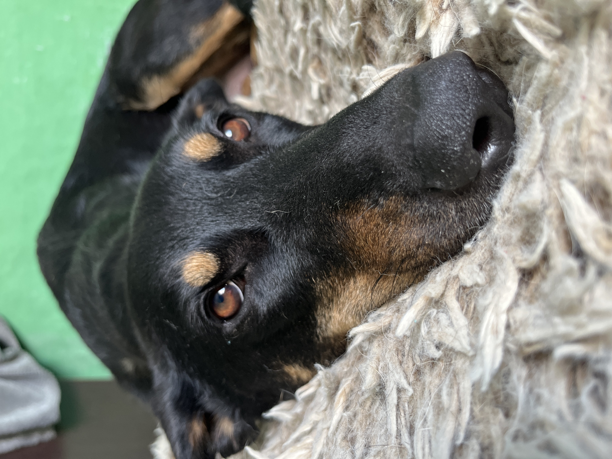 A close-up, head-on, eye-level shot shows a black and tan doberman dog lying down on a textured, light-colored rug. The dog's head is the primary focus, with its dark brown eyes looking forward. The dog's nose is a dark, wet black and is resting on the rug. The background is blurred, with a hint of green and grey, suggesting an indoor environment. There is no identifiable location within the city of Nizhny Tagil, Russia.