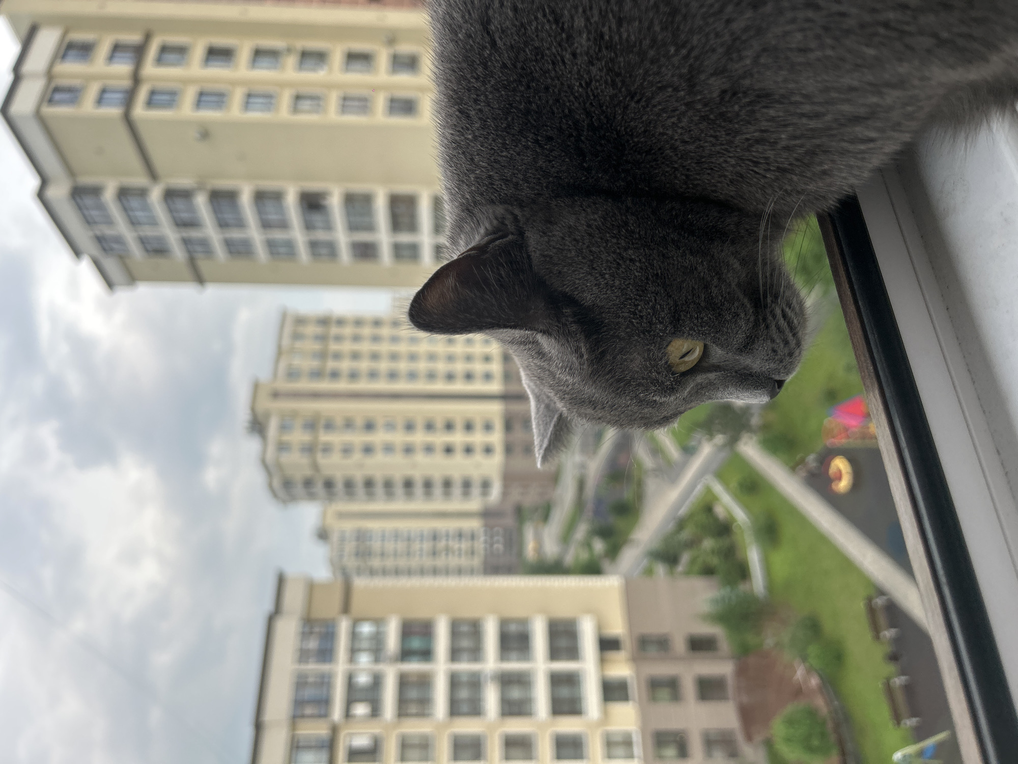 A Russian Blue cat with yellow eyes peers over a window sill, looking down at a courtyard with buildings and a playground. The scene appears to be a residential area in Kemerovo, Russia, given the style of the apartment buildings. The cat is the primary subject, its grey fur detailed against the backdrop of urban architecture. The image captures a moment of feline observation, with the cat's gaze directed away from the camera and towards the world outside.