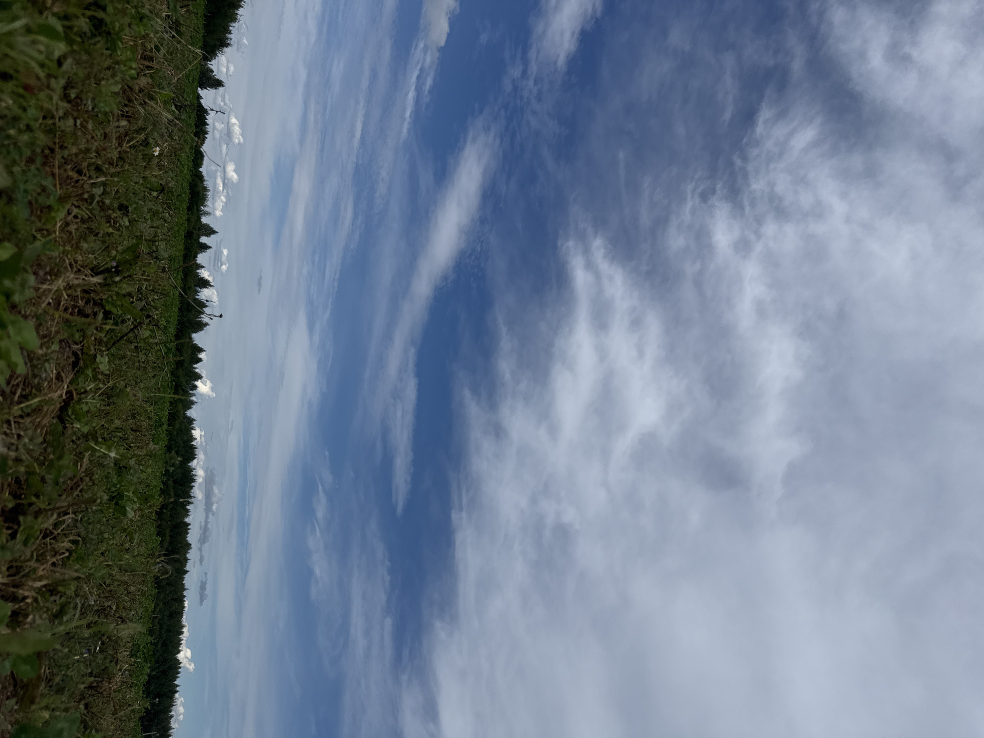 An outdoor, low-angle, wide shot captures a vast expanse of sky with a mix of blue sky and white, wispy clouds, with a hint of darker, heavier clouds towards the top. The horizon line is low in the frame, revealing a dense, dark green forest line stretching across the middle ground. In the foreground, a field of dry, green grass and some scattered brown vegetation is visible, creating a textured foreground. The image appears to be taken in Ledukhi, Russia, given the context of the request. No people or specific actions are depicted. The environment is natural, featuring a sky, forest, and field.