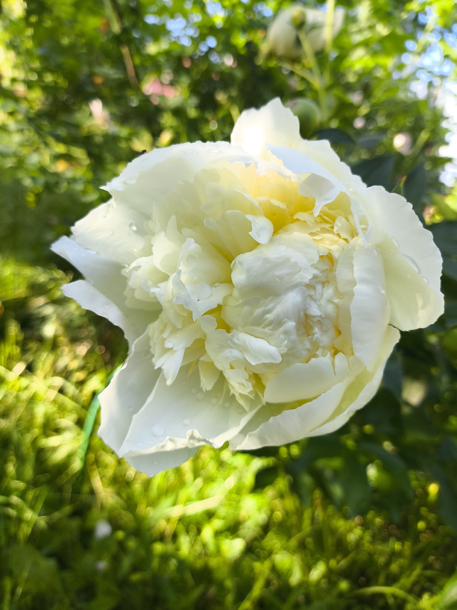 In a sun-dappled garden, a large, fully bloomed white peony with delicate, layered petals takes center stage. The flower, glistening with water droplets, is a vibrant focal point against a backdrop of lush green foliage and dappled sunlight filtering through trees. The background shows hints of other peony buds, the vibrant green of grass, and the soft, blurred effect of bokeh, suggesting a natural, outdoor setting. The image is taken in the city of Orekhovo, Russia, likely during the blooming season of peonies. There are no people present in the image.
