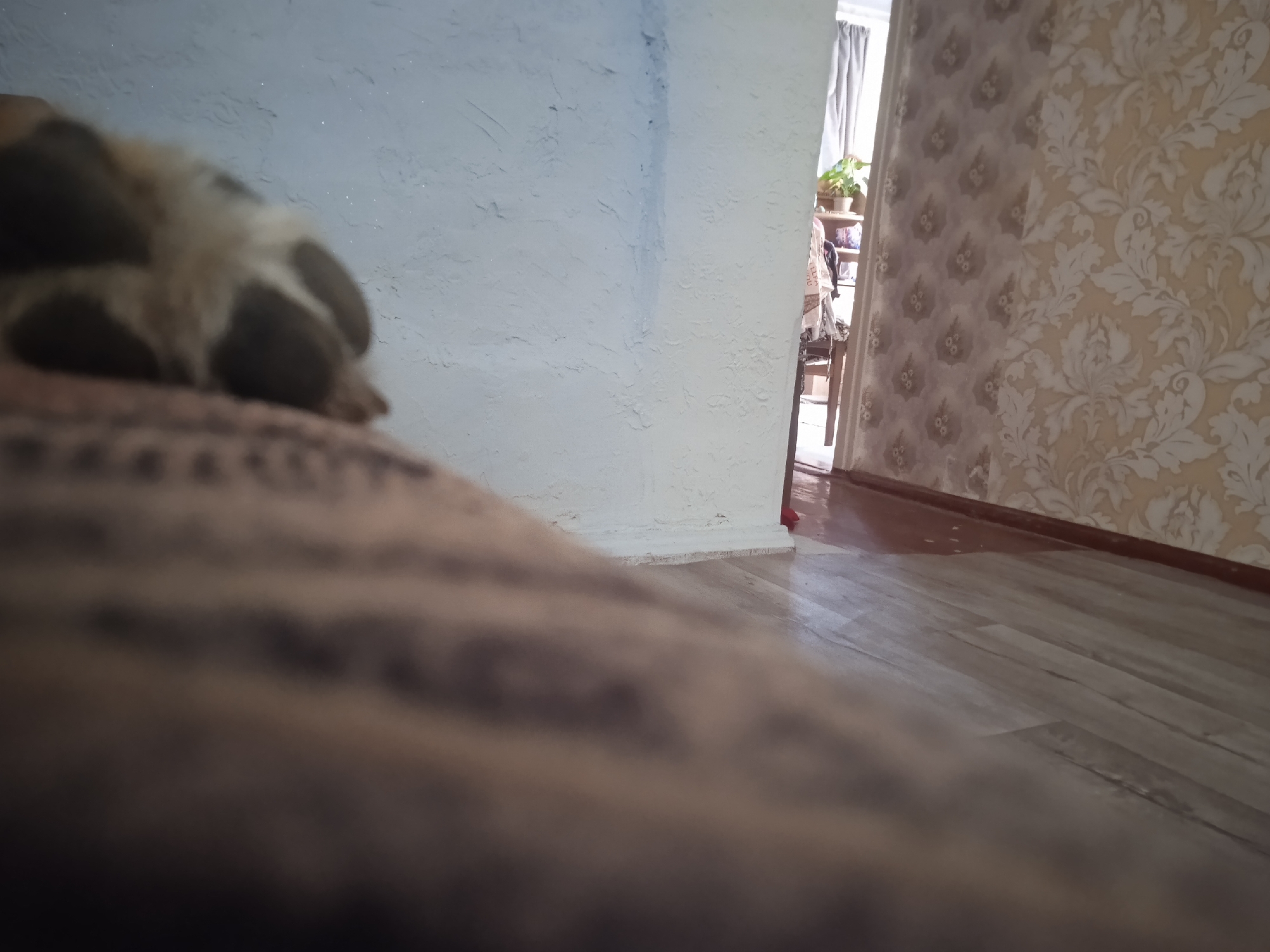 The image depicts an indoor scene. In the foreground, a portion of a textured, brown surface, possibly a piece of furniture, is visible and out of focus. To the left, a dog's paw with dark spots on light fur rests on this surface. Behind the paw, a textured, light-colored wall with a slightly rough surface is present. To the right of this wall, an open doorway reveals a glimpse into another room. This room has walls covered in patterned wallpaper with a floral design in shades of beige and white. A wooden floor with planks is visible in this area, extending from the doorway into the scene. A sliver of a dark red object, possibly part of a baseboard or furniture, is visible at the bottom right corner of the image. The scene suggests a domestic setting, possibly a living room or hallway. The location in the city of Shupyky, Ukraine, cannot be determined from the visual information provided.
