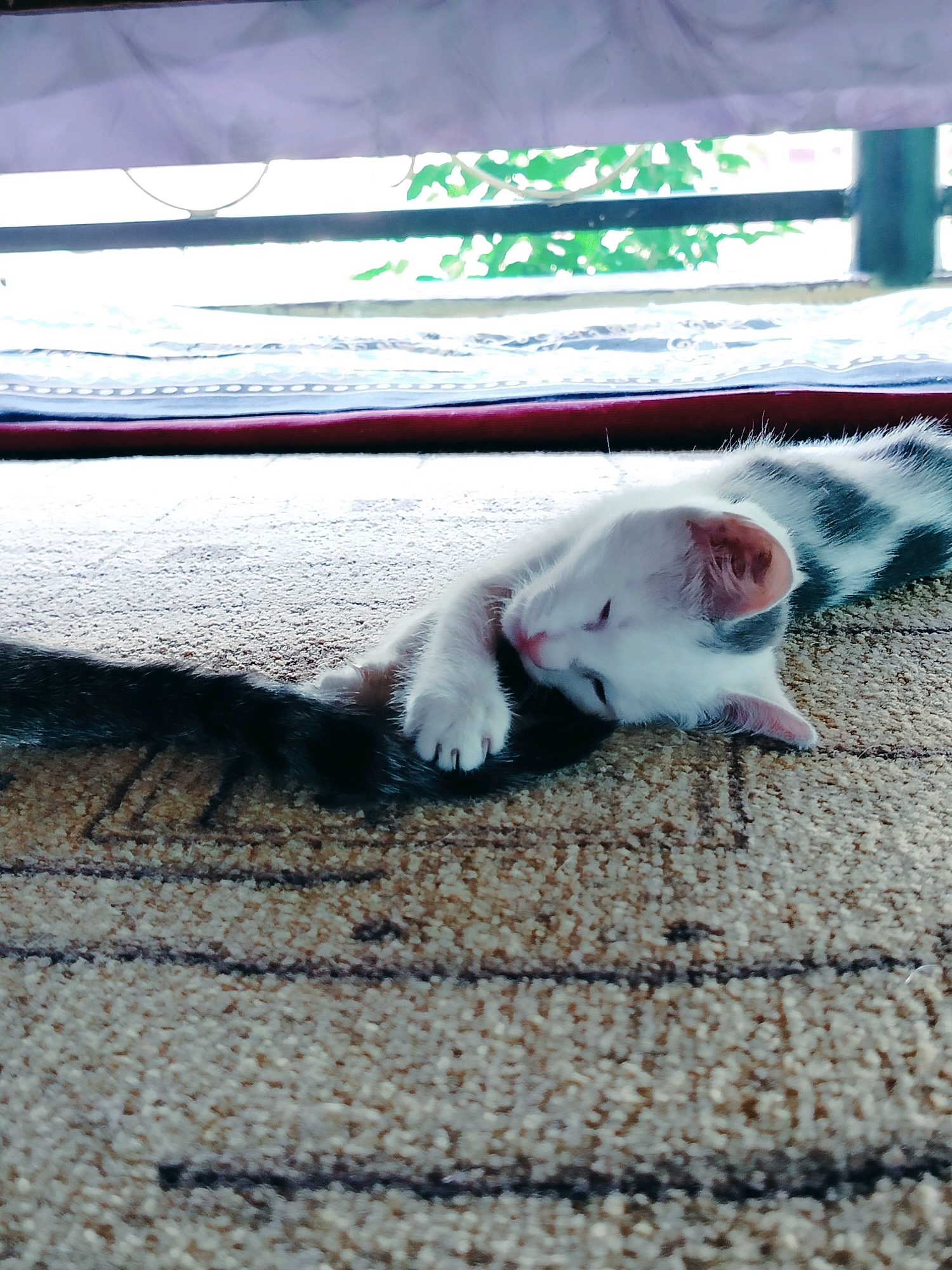 A white and grey kitten is lying on its side on a carpet. The kitten is facing towards the left of the image and its eyes are closed. Its right paw is extended forward, resting on its own tail. The kitten's body is curled, and its head is resting on the carpet. The background is blurry and appears to be a window with greenery visible outside. The carpet has a striped pattern. The lighting is soft and natural, suggesting it is daytime. There is no visible indication of the kitten's location in the city of Көлкент, Kazakhstan.
