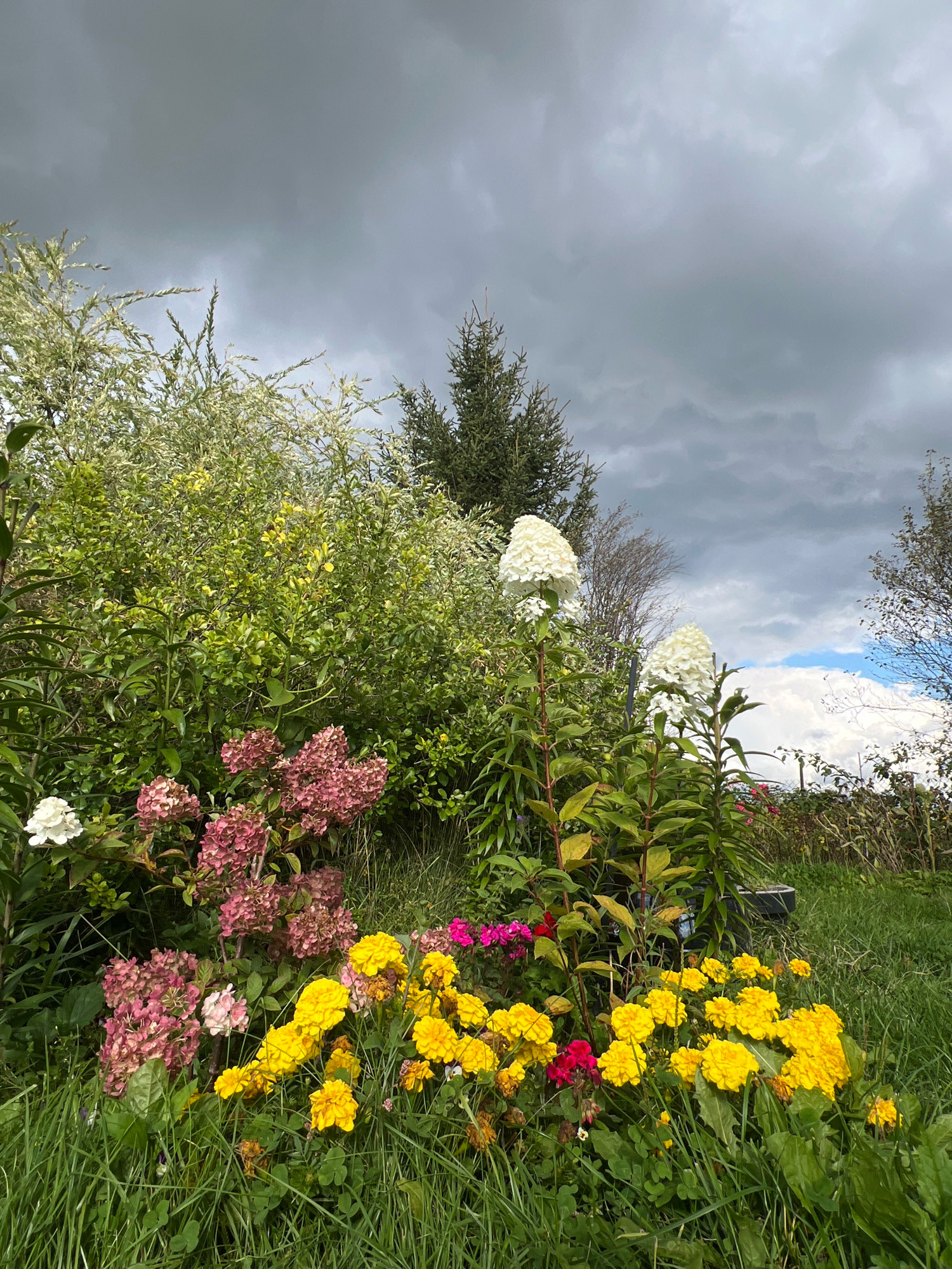 The image depicts a garden scene with a variety of flowers under a cloudy sky. In the foreground, there is a bed of bright yellow flowers, some pink hydrangeas, and a single white flower. Behind the flowers, lush green bushes and trees form a dense backdrop. Two tall white hydrangeas stand out on slender stems towards the right side of the frame. The sky is overcast with dark grey clouds, suggesting an impending rain or a stormy weather condition. The overall impression is that of a natural, uncultivated garden setting. The specific location in Fasty, Poland, is not discernible from the visual information presented in the image.