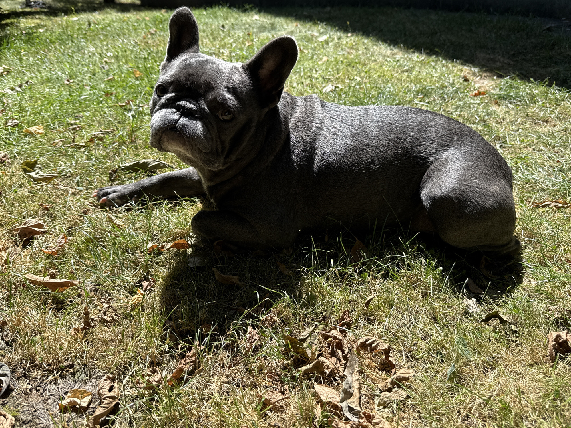A grey French bulldog lies on sun-drenched grass with scattered brown leaves. The dog is facing left, with its head turned slightly towards the camera. Sunlight casts dappled shadows across the scene, indicating an outdoor environment in Bad Sachsa, Germany. The grass is a mix of green and dry patches. No people are visible.