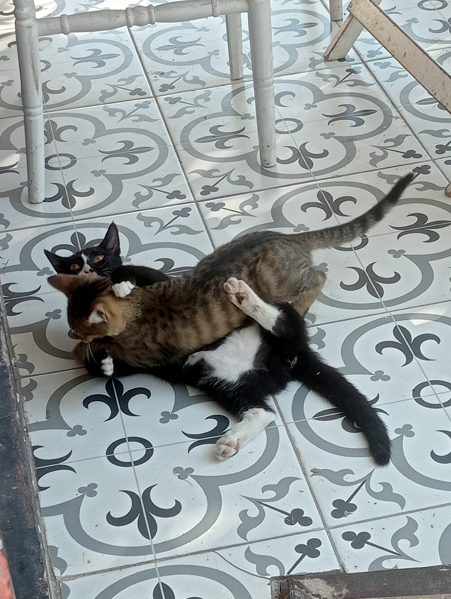 Two domestic cats are wrestling on a patterned tile floor. One cat is primarily black with white paws and chest, and the other cat is tabby with brown and black stripes. The black and white cat is on top of the tabby cat, with its paws wrapped around the tabby's neck and chest. The tabby cat is on its back, with its legs in the air. The cats appear to be playing, and there is no indication of aggression or injury. The tile floor is white with a grey floral pattern. The scene is outdoors, possibly on a patio or balcony, with the legs of a light-colored table visible in the background. The image is taken from a high angle, looking down at the cats. This scene is located in Antalya, Turkey.