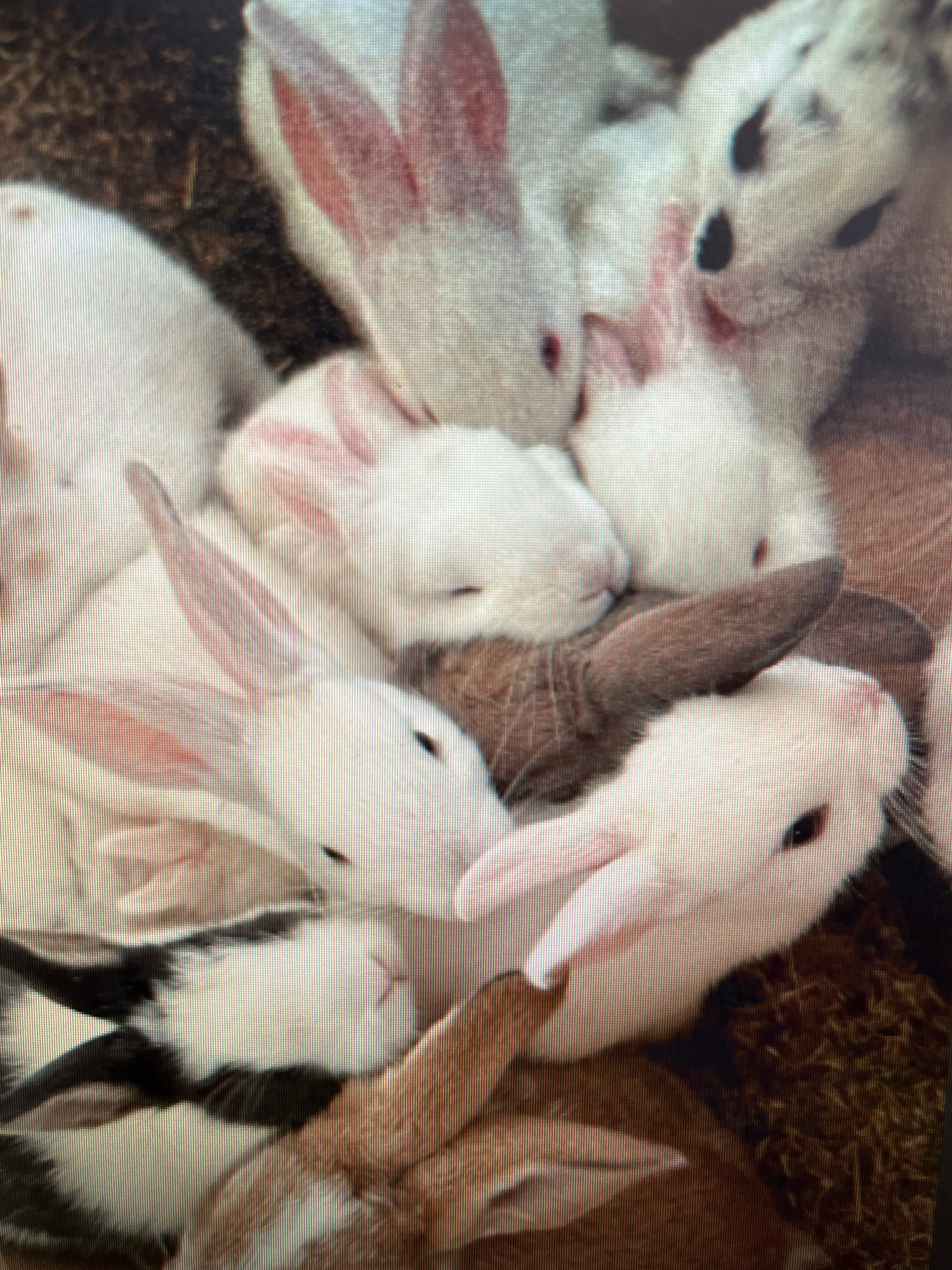 The image shows a close-up, overhead view of a pile of young rabbits, likely kits, huddled together. Most of the rabbits are white, with some showing pink ears and eyes. One rabbit in the center has brown fur. They appear to be in an enclosure with a rough, straw-like bedding material. The overall impression is of a breeding environment or a collection of pets. The image is too close and the lighting is too poor to determine the specific location within Sejahtera, Indonesia.