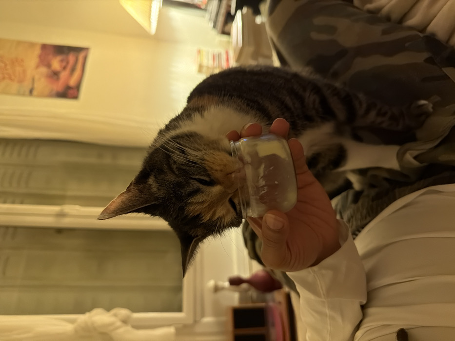 A tabby cat with white markings greedily licks the inside of a small, clear jar held by a human hand. The hand wears a white shirt sleeve. The cat is perched on what appears to be a person's lap, covered in a camouflage pattern. The background is a softly lit room with hints of a window, a poster, and shelves. The cat's face is close to the jar, seemingly enjoying its contents.