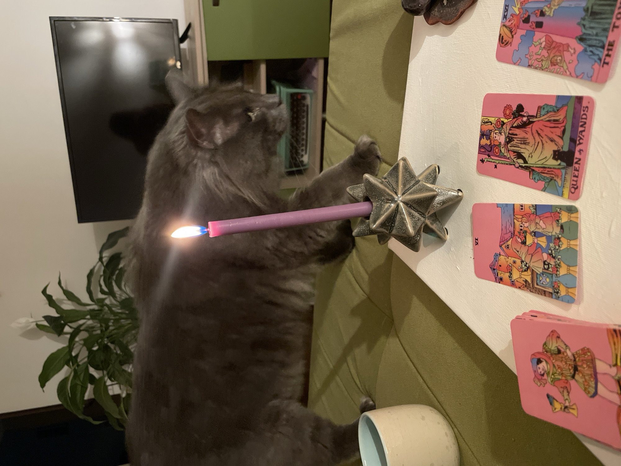 A gray, fluffy cat is reaching toward a lit purple candle in a metal star-shaped holder, placed on a white surface with several pink tarot cards. The setting appears to be indoors with a green sofa or cushion visible. A mug sits near the cat's paw. A television screen and houseplant are behind the cat.