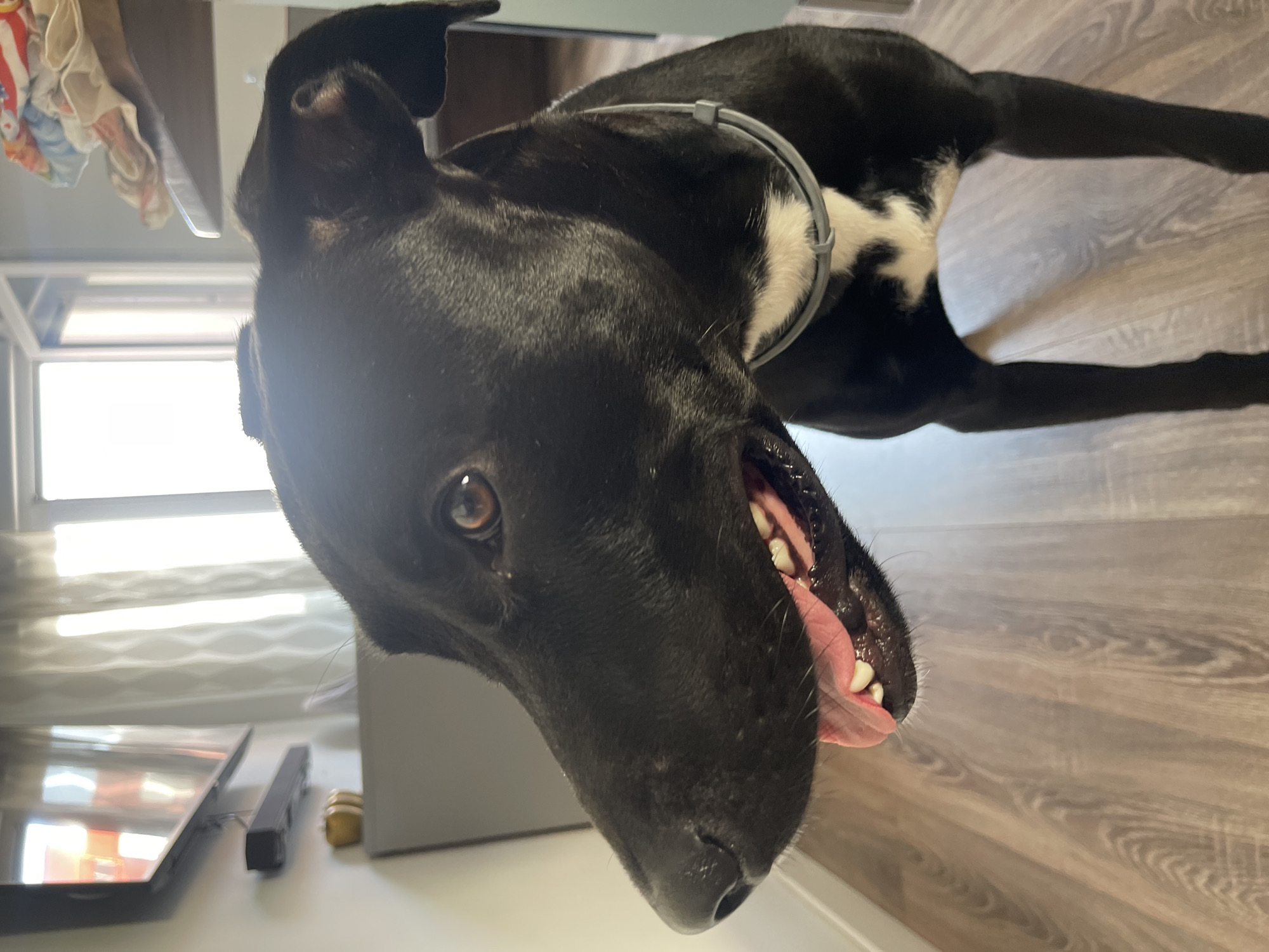 The image captures a black dog, possibly a mixed breed like a Labrador or Pitbull mix, with a lean build and short fur. It features distinct white markings on its chest and is wearing a light grey, possibly electronic, collar. The dog is positioned indoors, likely lying or standing on a light brown wooden floor, and is looking towards the viewer. Its mouth is open, revealing its tongue and visible teeth, suggesting it is panting or in a relaxed, happy state. Its dark eyes are clearly visible.
The scene is brightly lit by natural light streaming in from a large window in the background, indicating it is daytime. On a surface near the window, various objects can be seen, including what appears to be folded fabric or clothes and some electronic devices, possibly a tablet or laptop and other accessories. The overall atmosphere is casual and domestic, likely inside a home in Paiporta, Spain. There is no visible text in the image.