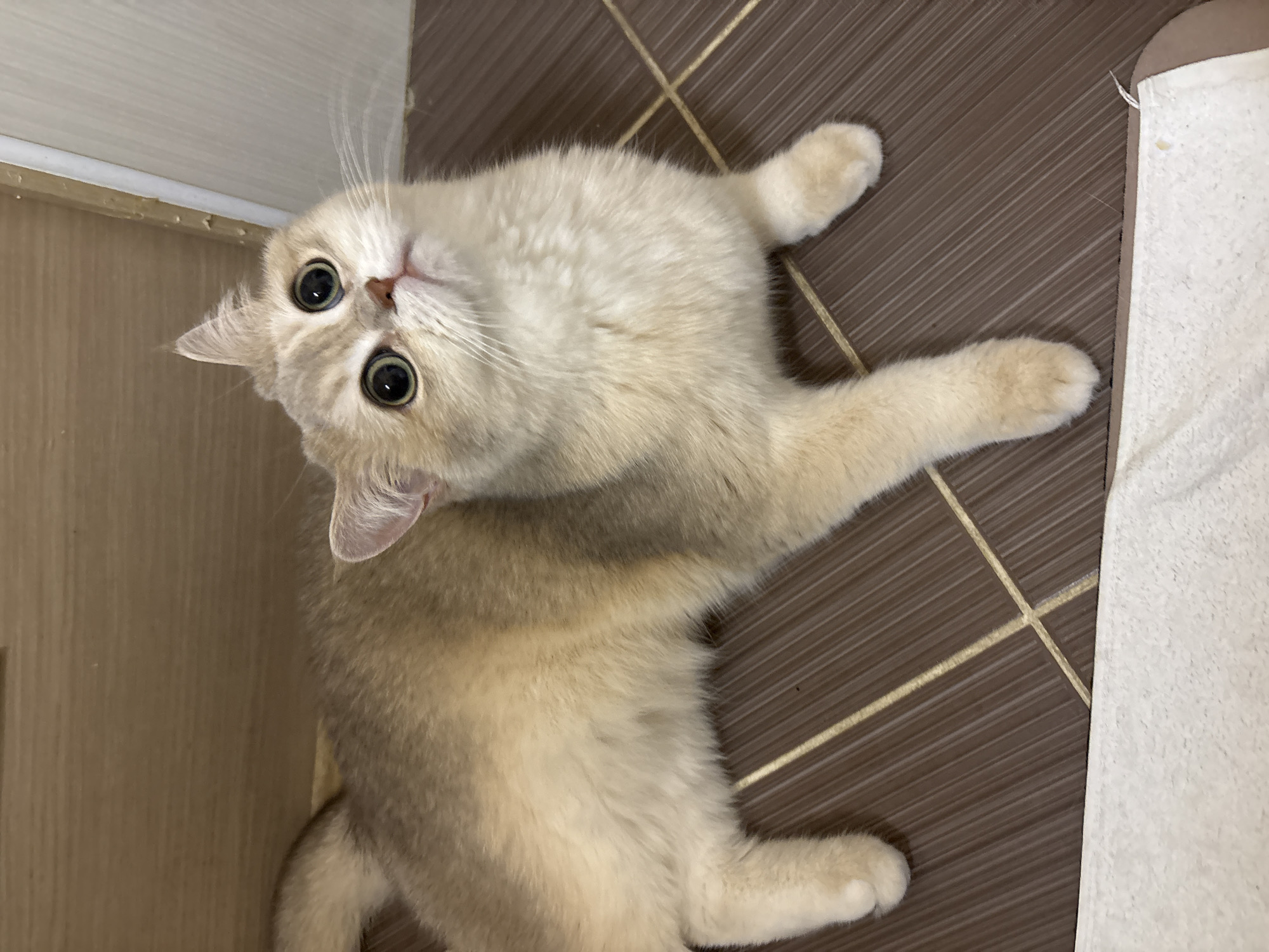 A light-colored cat is lying on a brown tiled floor with white grout. The cat is looking upwards with large, round eyes. The left side of the image shows a white cabinet or wall. A white towel or cloth is visible on the right side of the image. The location is presumably indoors, possibly a bathroom or kitchen given the tile. There is no information in the image to determine that the location is in the city of Chaikovsky, Russia.