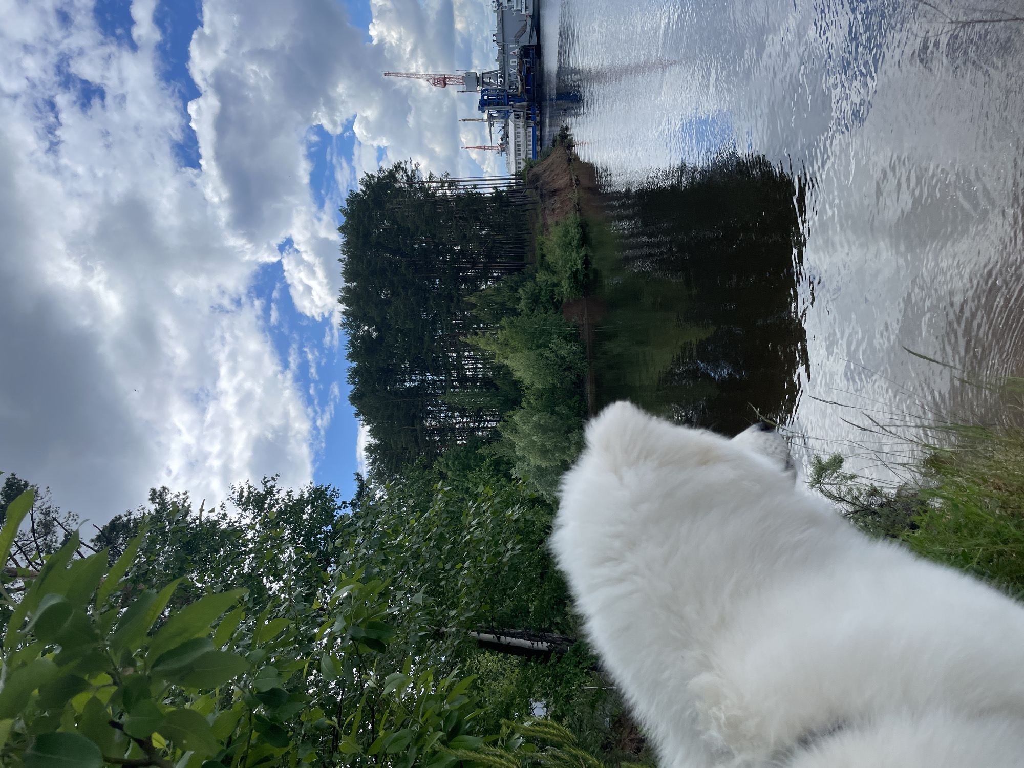 A white, fluffy dog, possibly a Samoyed or similar breed, is positioned in the foreground, facing away from the camera, and looking out over a body of water. The dog's back and head are visible, with its fur appearing thick and bright white.
The scene unfolds across a calm body of water, likely a river or canal. On the opposite bank, a dense line of tall evergreen trees stands prominently, creating a natural green barrier. Beyond these trees, an industrial area is visible, featuring several large red and white cranes and what appear to be docked ships or industrial structures along the waterfront. The water's surface clearly reflects the sky and the industrial elements, suggesting a calm, still body of water.
The sky is largely covered with large, fluffy white and gray clouds, interspersed with patches of bright blue sky, indicating daytime with fair weather. Lush green foliage and bushes frame the bottom and left side of the image, providing a natural foreground. The perspective is from behind and slightly above the dog, offering a shared view of the landscape and industrial structures beyond the water.
There is no clearly discernible text visible within the image.