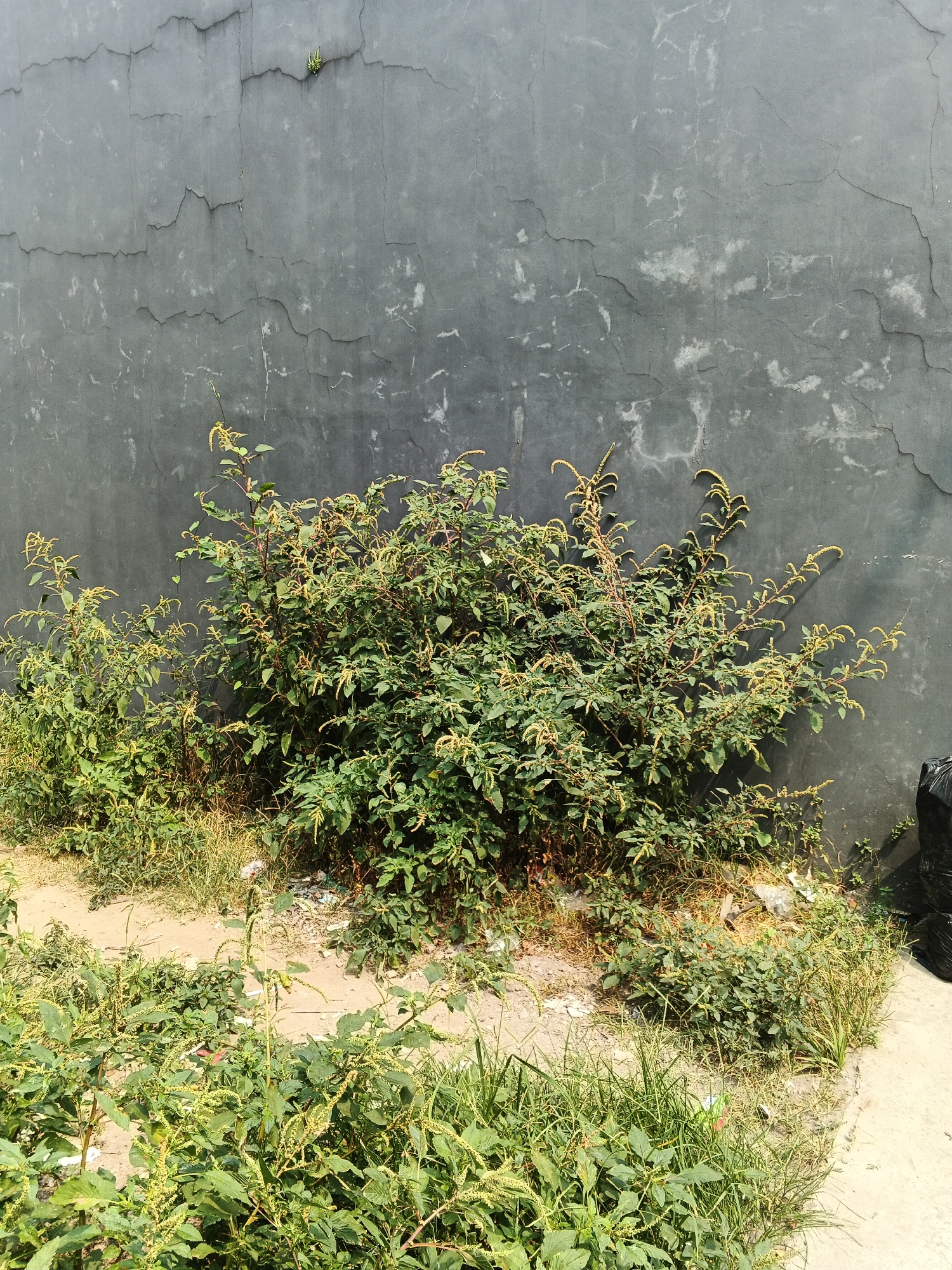 A medium shot captures a cluster of green, leafy plants with developing seed heads in front of a rough, grey concrete wall. The wall has visible cracks and lighter patches, suggesting wear and tear. The plants are dense and bushy, with thin stems and numerous small, green leaves. The ground beneath the plants is a mixture of dirt and dry grass, with some scattered debris. To the right of the plants, a portion of a black garbage bag is visible. The lighting indicates it is daytime, with shadows cast by the plants on the wall. The scene appears to be an outdoor area, possibly a vacant lot or the side of a building in Gandasari, Indonesia.