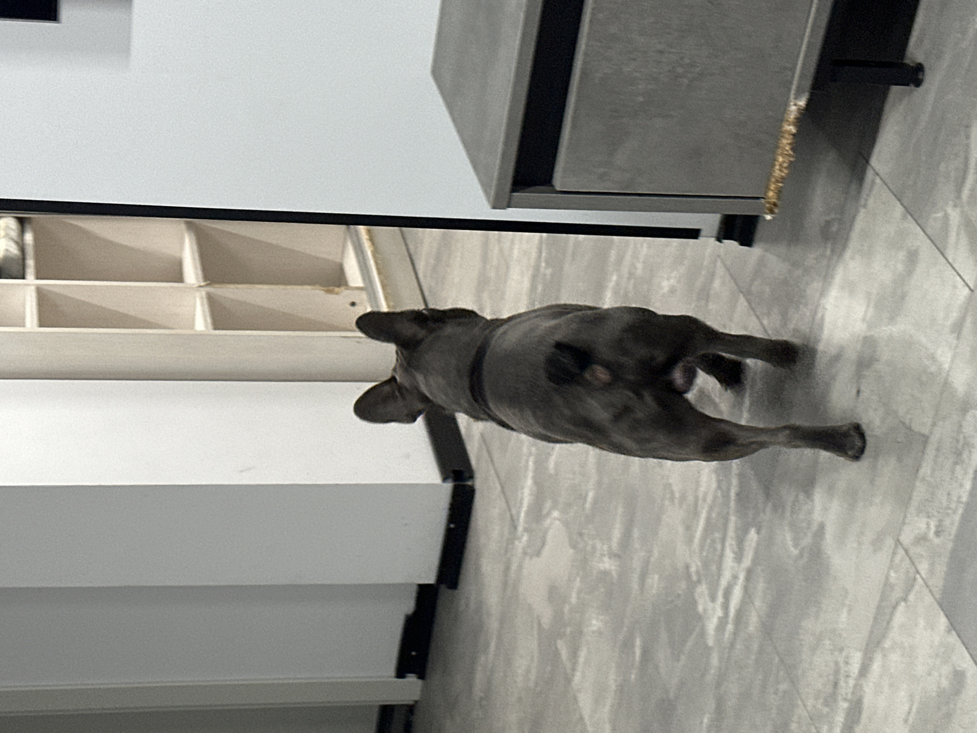A dark grey French bulldog is walking away from the camera down a tiled hallway. The dog is in focus, with its tail slightly curled. To the left of the dog are two tall, white pillars. To the right, a grey cabinet with a drawer is visible. In the background, a white shelf unit with multiple cubbies is present. The overall environment appears to be indoors, possibly a residential or commercial hallway.
