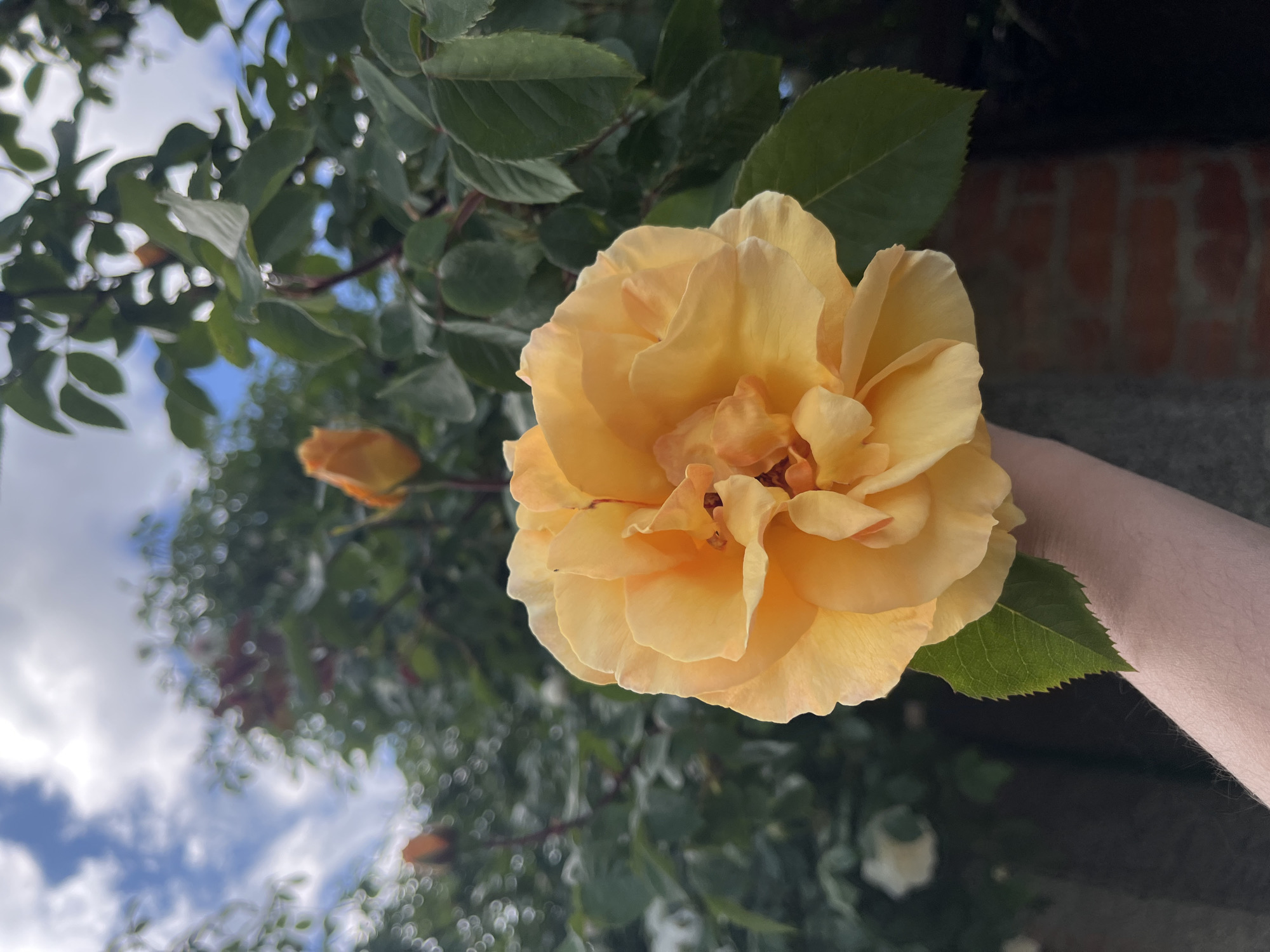 A close-up, angled shot features a large, yellow-orange rose in full bloom. The rose is held by a human arm, with the hand out of frame. The arm is pale and lightly textured with hair. The rose is surrounded by green leaves. In the background, there is a glimpse of a brick wall, foliage, a rosebud, and the sky with clouds. Given the context of the location, it can be inferred that the rose is likely growing in Lozarevo, Bulgaria.