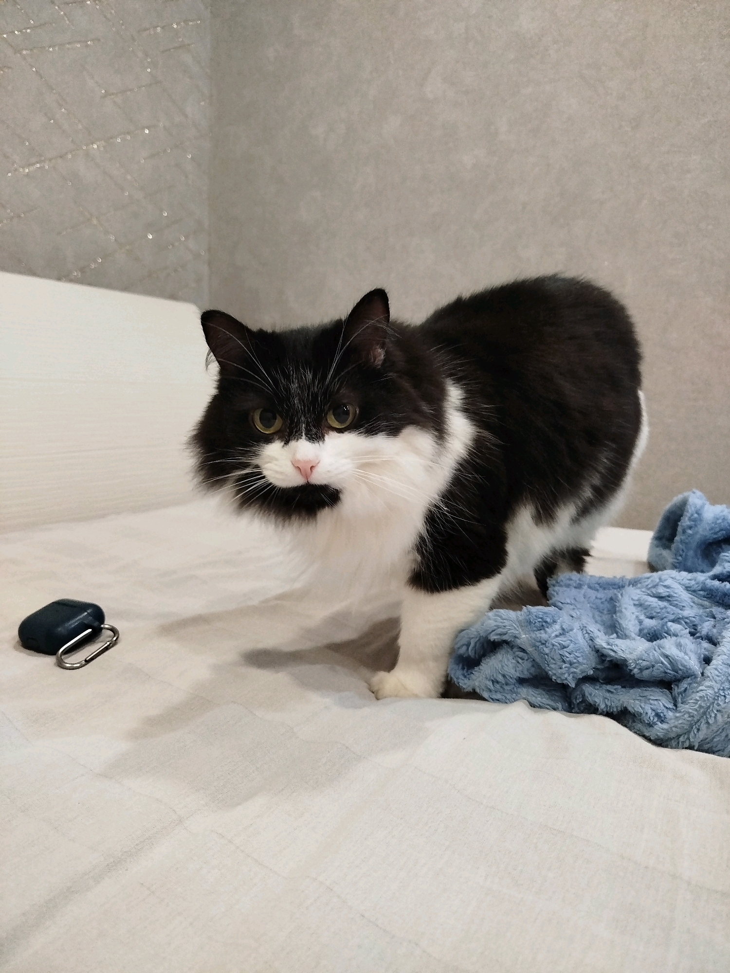 A black and white long-haired cat is sitting on a bed with a white patterned comforter. To the left of the cat is a dark teal colored earbud case with a silver carabiner clip. To the right of the cat is a blue fluffy blanket. The background is a light gray wall with a subtle diamond pattern. The image was taken indoors, likely in a residential setting, in the city of Karaganda, Kazakhstan.