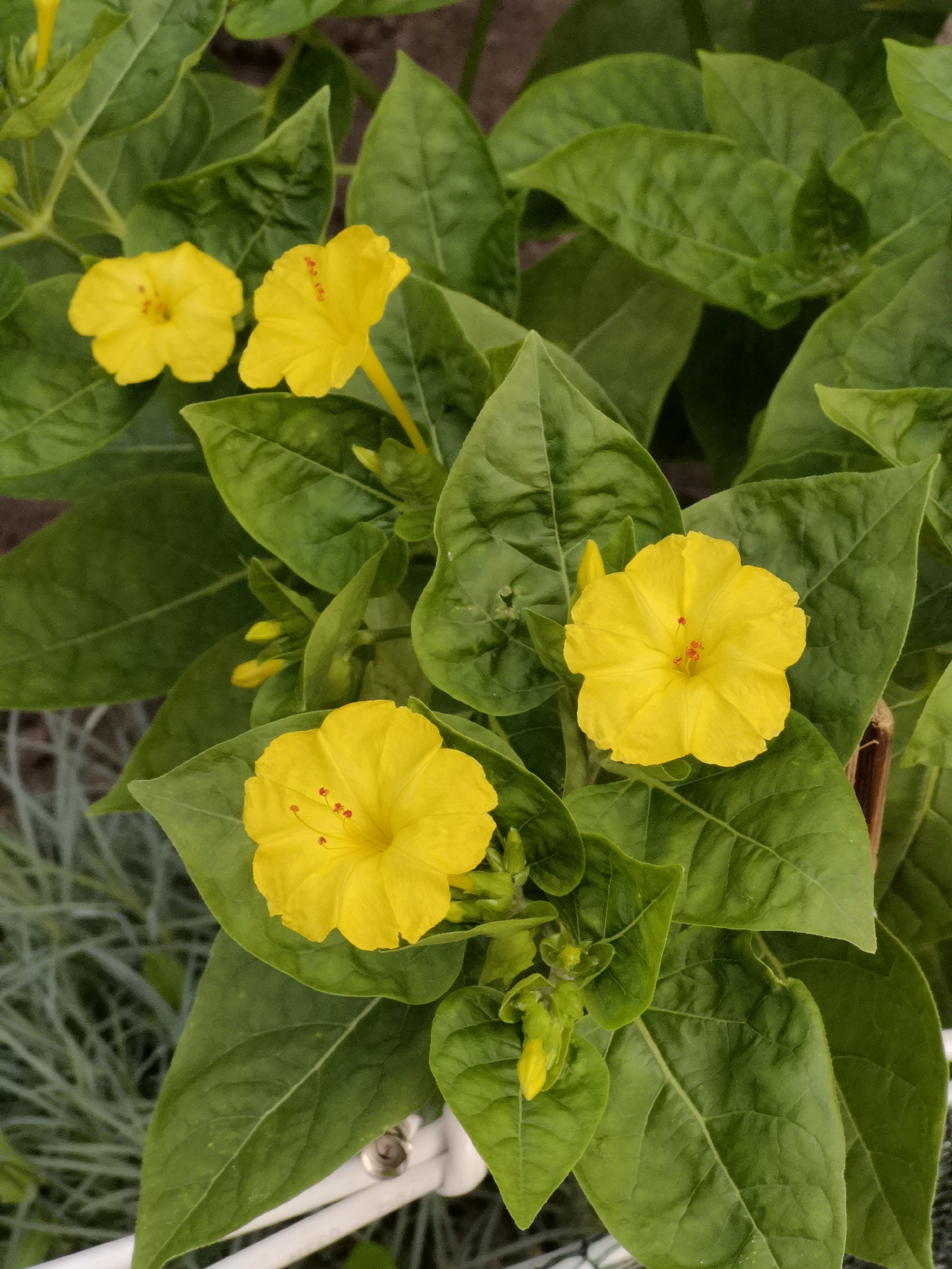 The image is a close-up, overhead shot of several bright yellow four o'clock flowers (Mirabilis jalapa) in full bloom, interspersed with vibrant green leaves. The flowers have a trumpet-like shape with five prominent petals. In the center of each open flower, red stamens are visible. Several unopened buds, also yellow, are nestled among the leaves. The foliage is dense and rich in color, with some leaves showing light veining. The background is slightly blurred, suggesting a shallow depth of field, and appears to be a garden setting with hints of brown soil and the blurred outline of some silvery-green foliage in the lower left corner. A white structure, possibly part of a garden fence or planter, is visible at the very bottom of the frame. The lighting is even, indicating it might be daytime, possibly late afternoon or early morning given the characteristic blooming time of these flowers. There are no people or animals present in the image. The scene is static and natural. Without specific visual cues in the image itself that point to a location, it is not possible to determine if this scene is located in Kazan, Russia.