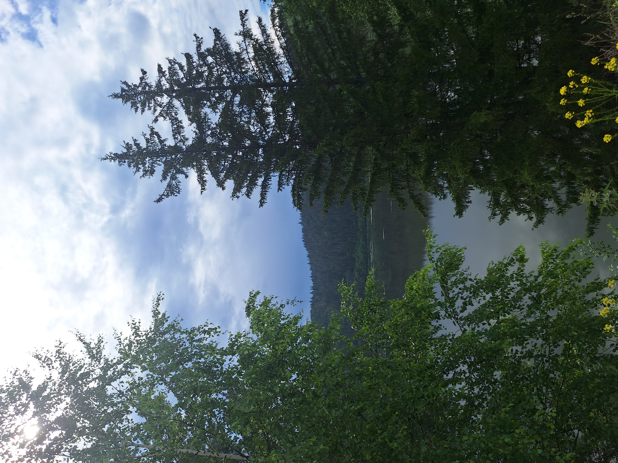 The image shows a natural landscape scene, likely a lake surrounded by a forest, possibly in the city of Sim, Russia. In the foreground, on the left, is a deciduous tree with vibrant green leaves, partially obscuring the view. On the right side, two tall evergreen trees are prominent, silhouetted against a cloudy sky. The sky itself is a mix of bright sunlight breaking through gray clouds, creating a dynamic contrast. In the middle ground, a calm body of water reflects the overcast sky and the dense forest that lines its far shore. The forest appears as a dark, undulating mass of trees, typical of the Siberian taiga. The water's surface is mostly smooth, with subtle ripples suggesting a light breeze. In the lower right corner, a small cluster of yellow wildflowers adds a touch of color to the scene. The overall atmosphere is one of natural tranquility, with the interplay of light and shadow on the foliage and water contributing to a slightly moody, yet serene, ambiance.