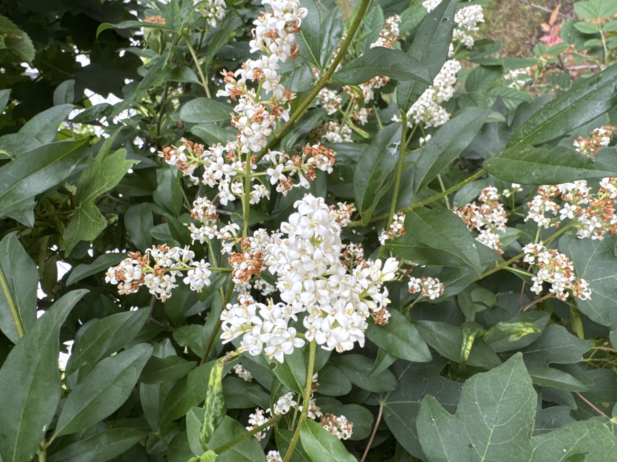 This is a close-up, eye-level, outdoor, medium shot of a flowering plant with clusters of small white flowers and green leaves. The flowers are mostly white with some brown, dried parts, and they grow in dense, elongated clusters on thin stems. The leaves are deep green, oval-shaped, and glossy, with some slightly lighter green or yellow variegated patches visible. The background is blurred and appears to be other foliage and possibly some dry ground. The lighting suggests it is daytime, likely overcast or the sun is diffused. There are no people or animals visible. The scene is natural and appears to be in a garden or wild area.