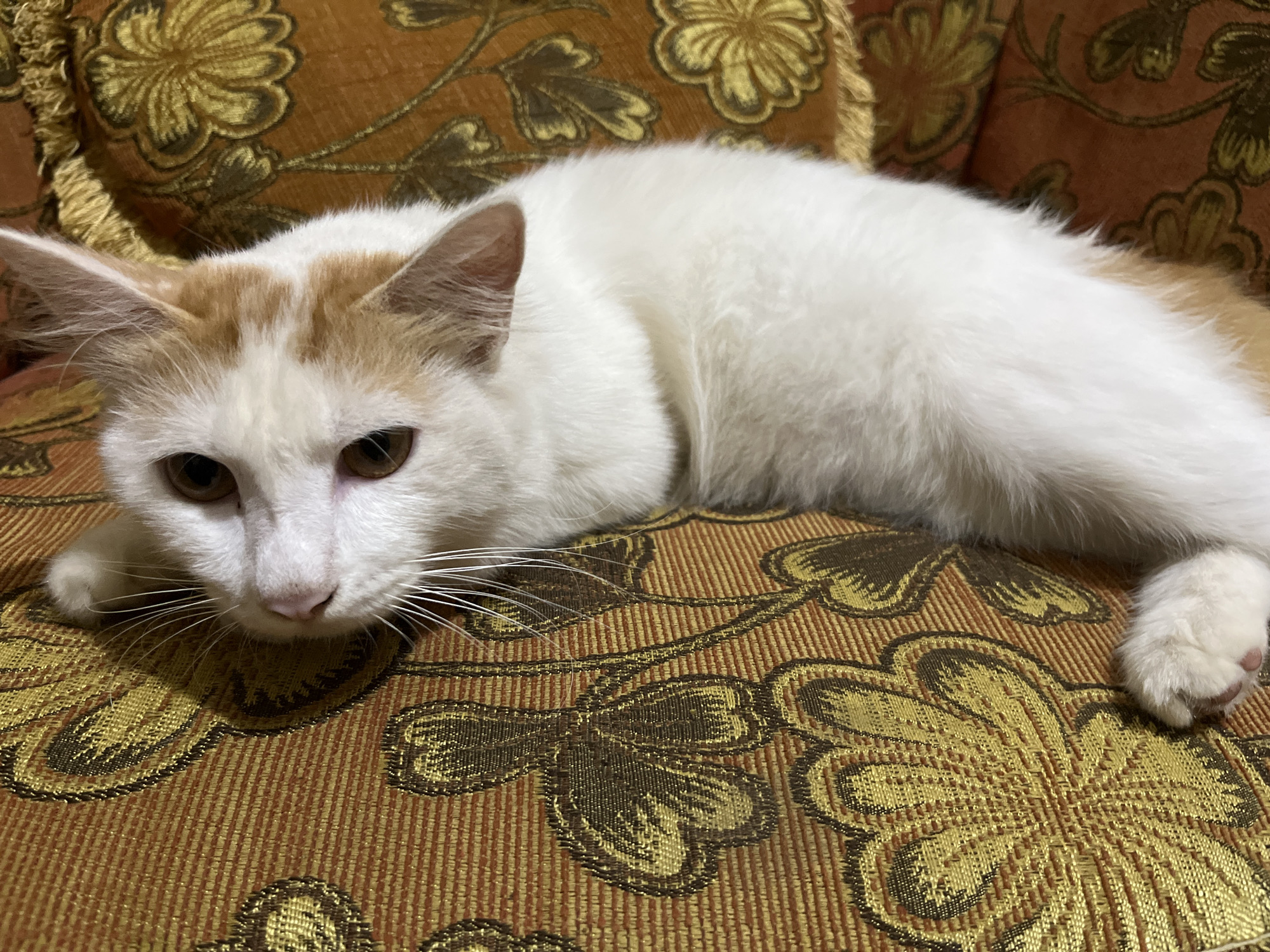 A long-haired white cat with orange markings on its head is lying on a richly patterned orange and gold upholstered sofa. The cat is facing left, with its body extended to the right. Its eyes are open and dark brown. The sofa fabric features an intricate floral or paisley design in contrasting gold and dark brown threads against an orange background. The lighting appears to be indoor, creating soft shadows. The scene is likely a domestic setting within a residential property in Cilacap, Indonesia.