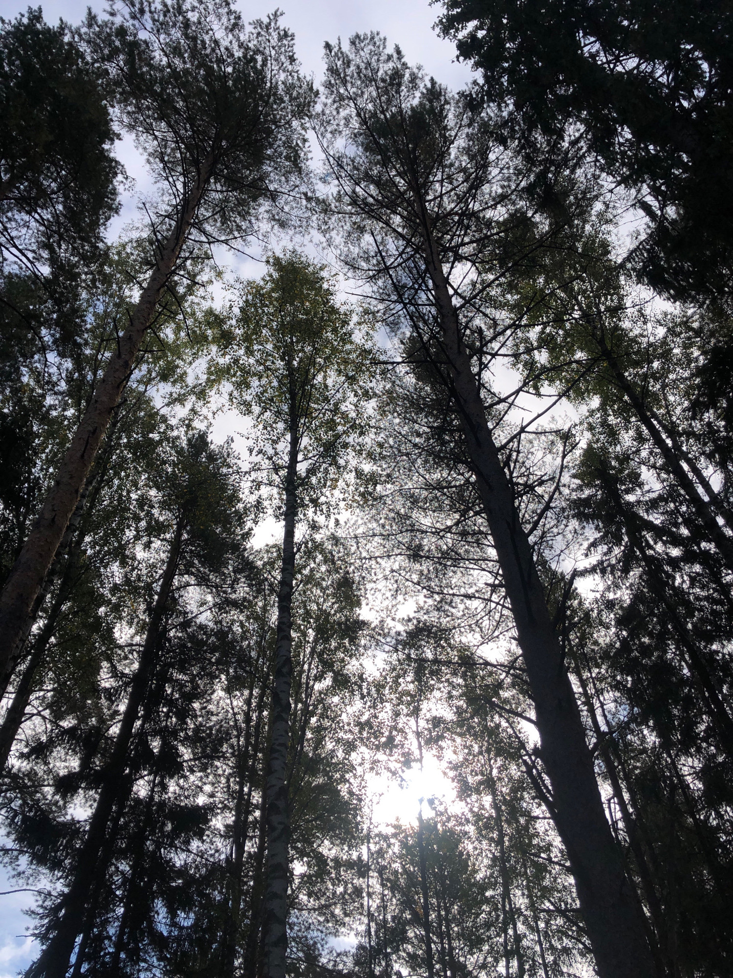 A low-angle shot looks up through the canopy of a dense forest towards a bright, overcast sky. Tall, thin trees, a mix of conifers and deciduous species, dominate the frame, their dark silhouettes contrasting sharply with the pale sky. The sunlight filters through the leaves and branches, creating a dappled effect and obscuring some of the finer details of the foliage. The ground is not visible, and the perspective emphasizes the height and density of the trees. The scene suggests a natural, undeveloped environment, possibly a park or a wilderness area within the city of Unknown, Russia. There are no people or animals visible.