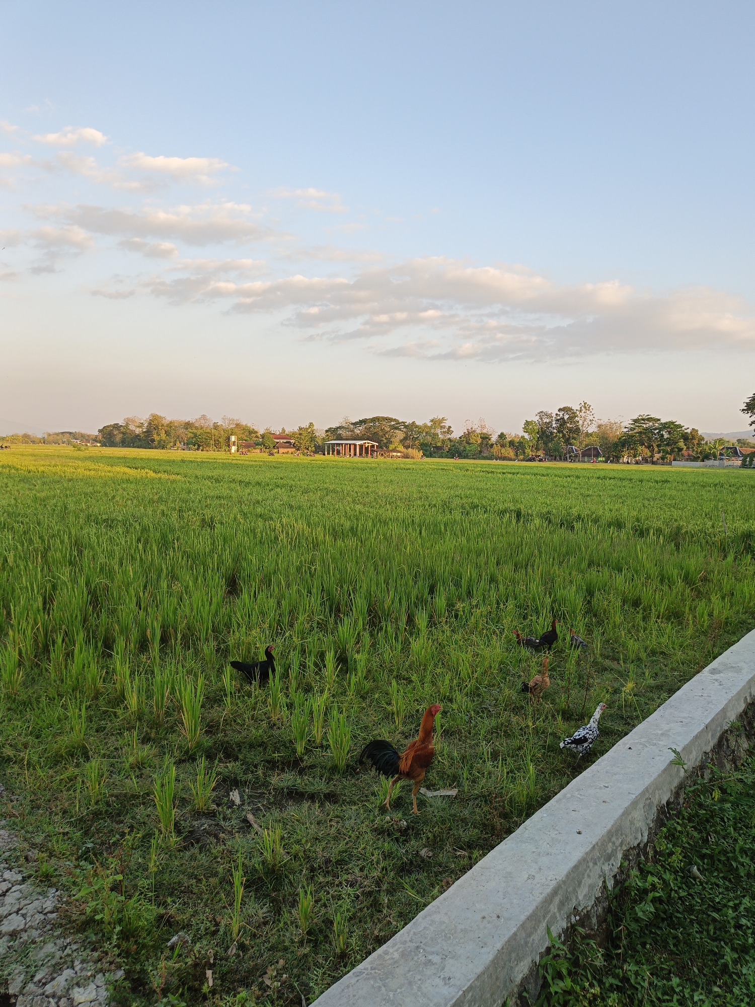 The image depicts a rural landscape in Trucuk, Indonesia, characterized by a lush green rice field under a pale blue sky with scattered white clouds. Several chickens are visible scattered across the field. In the foreground, a concrete structure runs diagonally from the bottom right corner. The background features a line of trees and some buildings, suggesting a village or small settlement. The lighting indicates it is likely late afternoon or early evening, with a soft, warm glow cast over the scene.