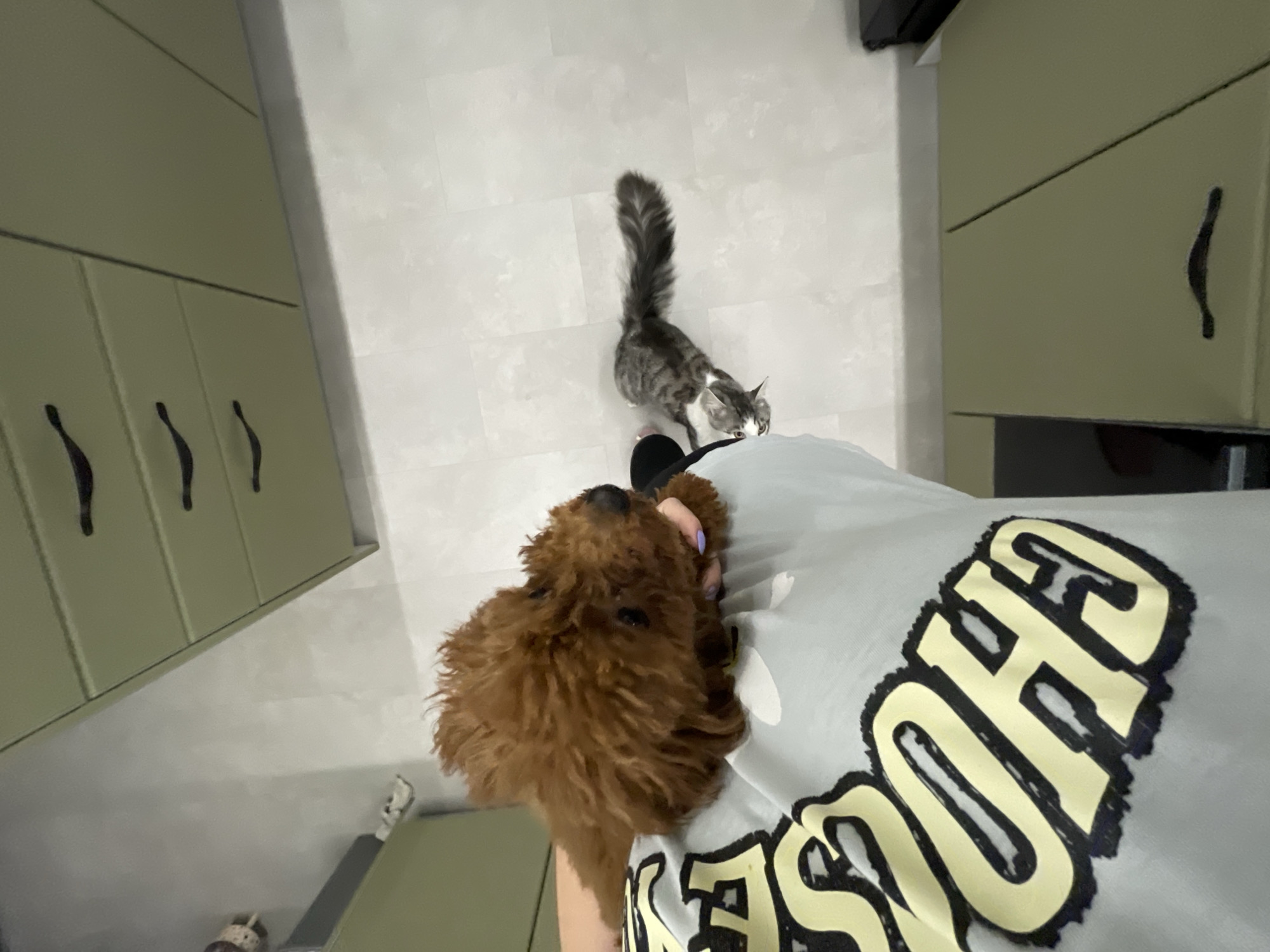 A high-angle shot depicts an individual indoors with a brown poodle in their arms. A grey tabby cat is near the person's feet. The person is wearing a light-colored t-shirt with the word "CHOOSE" in large black and yellow block letters. The background consists of a tiled floor, kitchen cabinets with curved dark handles, and a possible TV stand. The location, Sofia, Bulgaria, cannot be determined from the image alone.