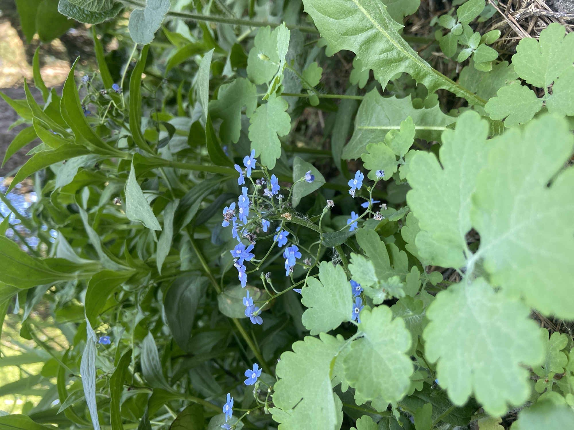 The image features a patch of greenery with various plant species, including forget-me-nots with small blue flowers, and other plants with lobed and pointed leaves. The plants are situated outdoors in natural light. The specific location is in the city of Chaikovsky, Russia. No people, actions, or interactions are visible.