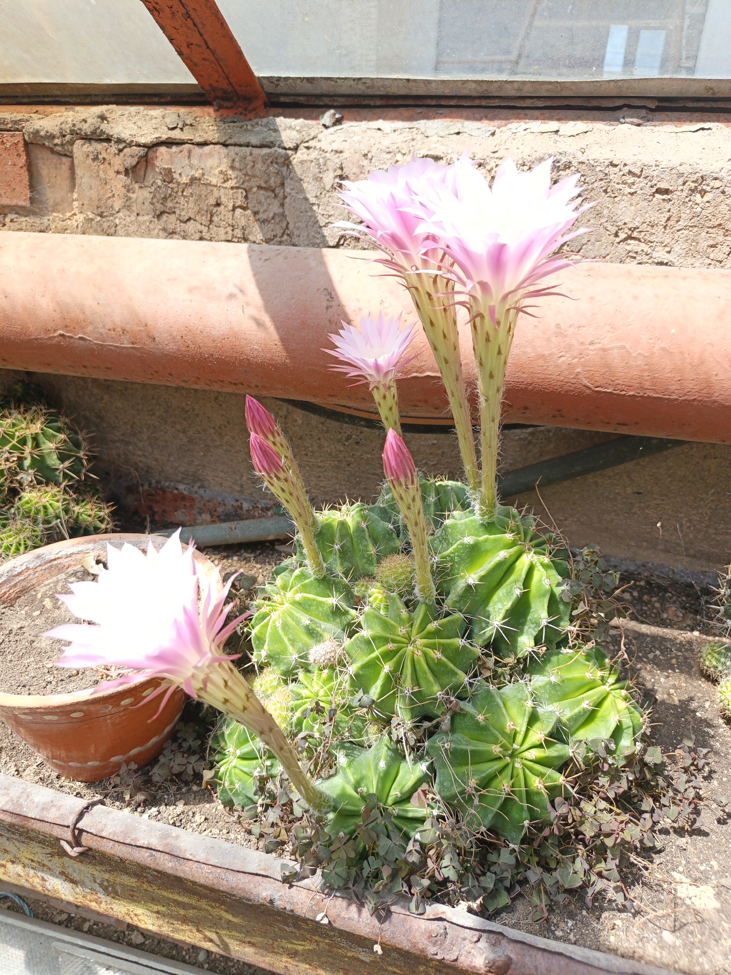 The image presents a close-up view of a flowering cactus plant within an indoor or sheltered outdoor environment. The central subject is a cluster of large, green, multi-ribbed cacti with prominent white spines. Five large, trumpet-shaped flowers are in full bloom, characterized by light pink petals that transition to white at their centers. Two additional, unopened flower buds, distinctively dark pink, are also visible. Each flower and bud is supported by an individual, elongated, green stem emerging from the cactus body, featuring fine white bristles.
The cacti are planted in a visible soil bed. To the lower left, a terracotta-colored pot with white decorative markings contains a smaller, globular cactus. The soil surrounding the main cactus also hosts patches of small, dark green, trefoil-leafed ground cover plants.
In the mid-background, a weathered, reddish-brown pipe, appearing to be made of concrete or clay, spans horizontally. Above the pipe, a rough brick wall is visible, showcasing reddish-brown bricks with unevenly applied, textured mortar. The upper background features a translucent or dirty window pane, reflecting ambient light and indistinct shapes. A rusty, orange-painted metal beam supports the overhead structure in the top-left quadrant of the image.
The foreground is bordered by a rusty, yellowish-brown metallic rail or frame. The scene is illuminated by strong sunlight, evidenced by bright areas on the plants and wall, and distinct shadows cast by the pipe and the cactus plants. This scene is situated in Терновский округ, Ukraine.