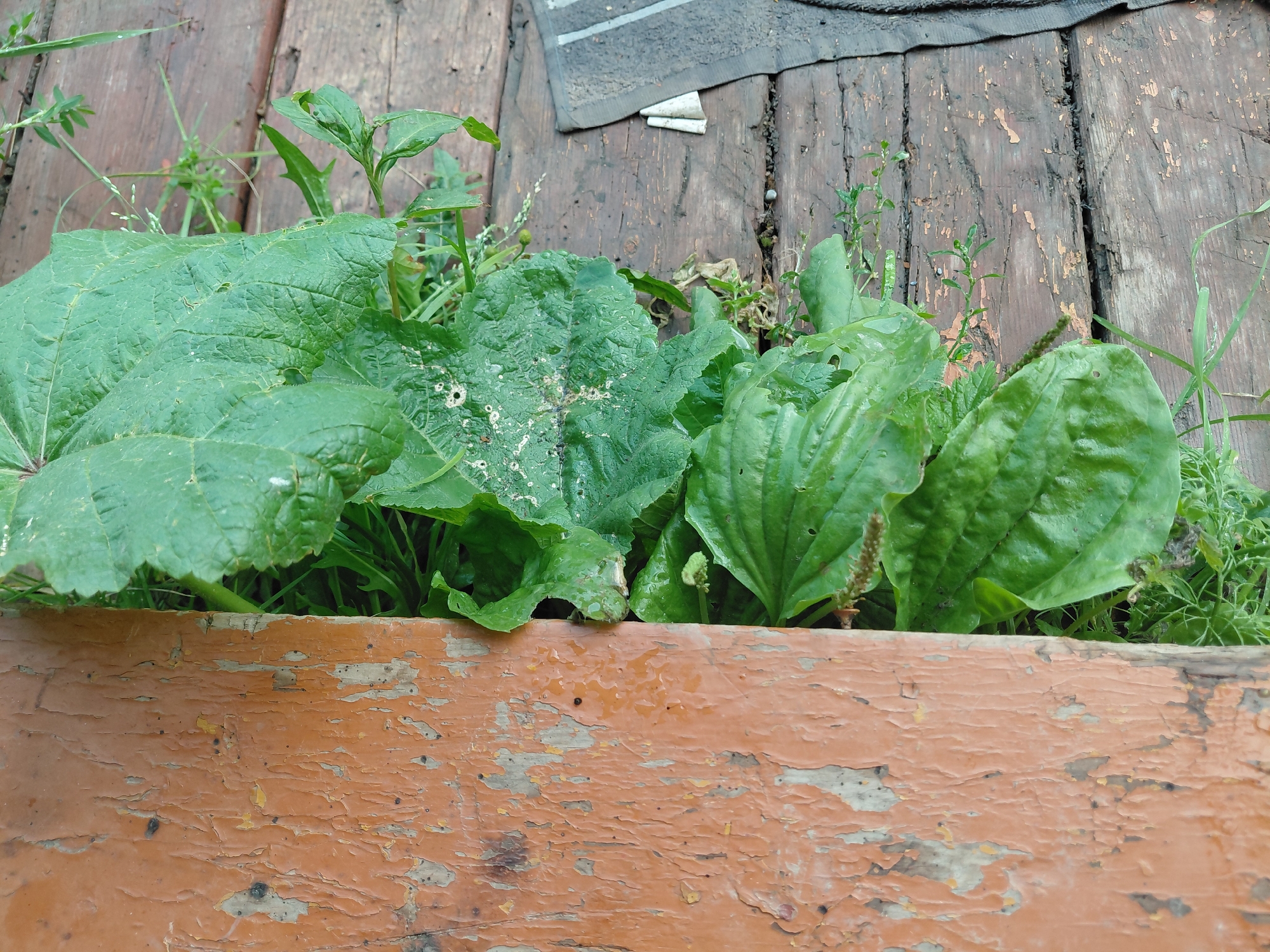 In Malinovka, Russia, a close-up, slightly overhead shot captures a weathered, orange-painted wooden surface adjacent to lush green foliage. The wooden surface, on the left side of the frame, exhibits significant peeling paint, revealing lighter wood underneath and a textured, aged appearance. Directly to its right, a dense cluster of large, veined green leaves, likely plantain, dominates the middle ground, some showing small holes. The leaves are slightly wet, suggesting recent rain or dew. The background consists of weathered wooden planks, laid horizontally, with gaps between them. A dark grey cloth, possibly a rug or towel with white stripes, is visible on the far right edge of the frame. The environment appears to be outdoors, possibly a porch or deck, given the wooden structure and the presence of natural vegetation. No people are present in the image.