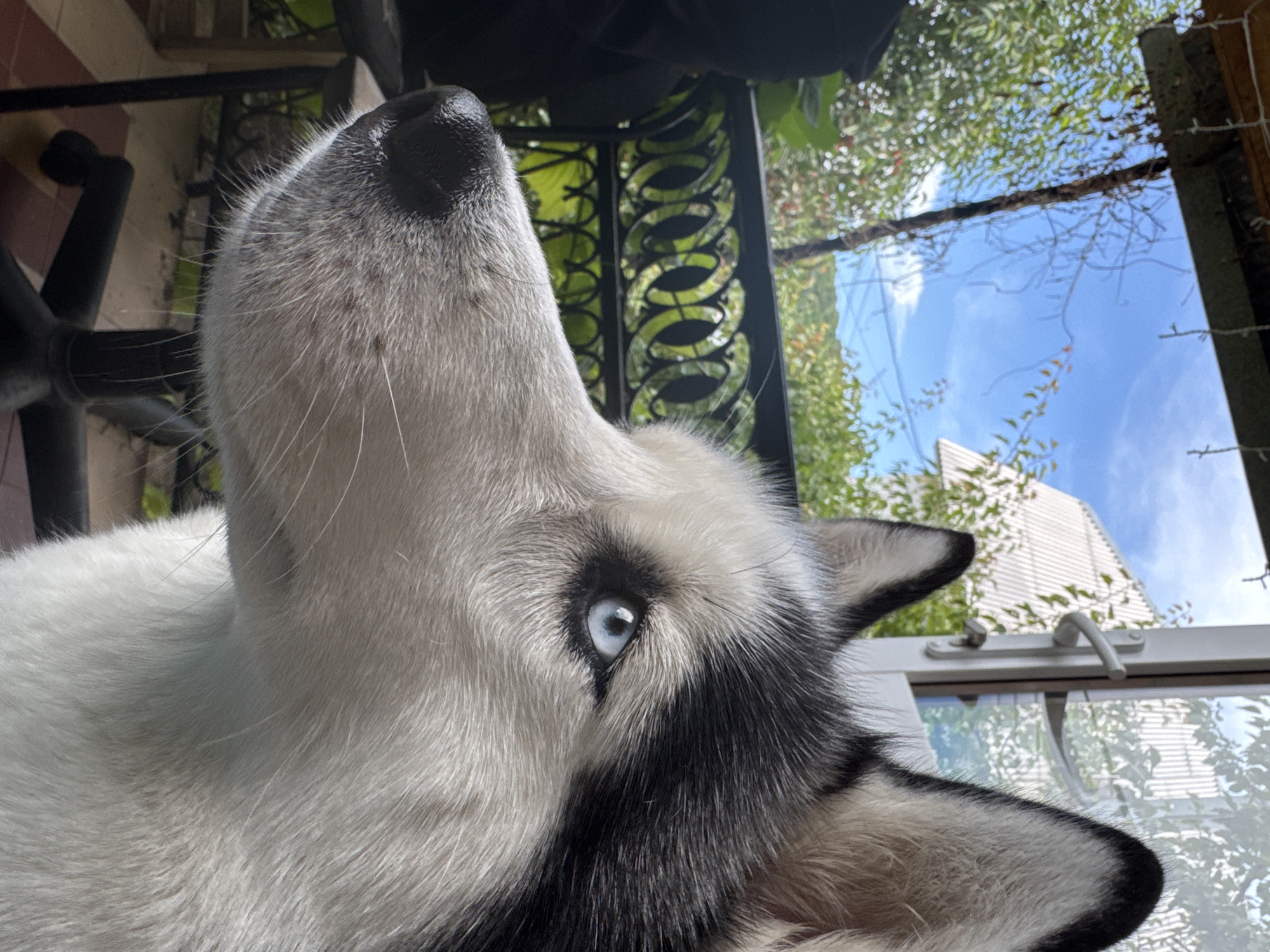 A close-up, side profile shot shows the head of a black and white husky dog. The dog's left eye, a striking blue, is in focus, looking towards the right of the frame. Its nose is dark and wet. The dog's fur is primarily white with black markings on its head and ears. Behind the dog, a blurred background suggests an outdoor setting with greenery and a blue sky. A glimpse of a house with a white roof and a window with a handle are also visible. The dog appears to be seated, with a chair base visible in the lower portion of the image. The overall impression is of a domestic animal in a relaxed, outdoor environment, possibly on a porch or patio.