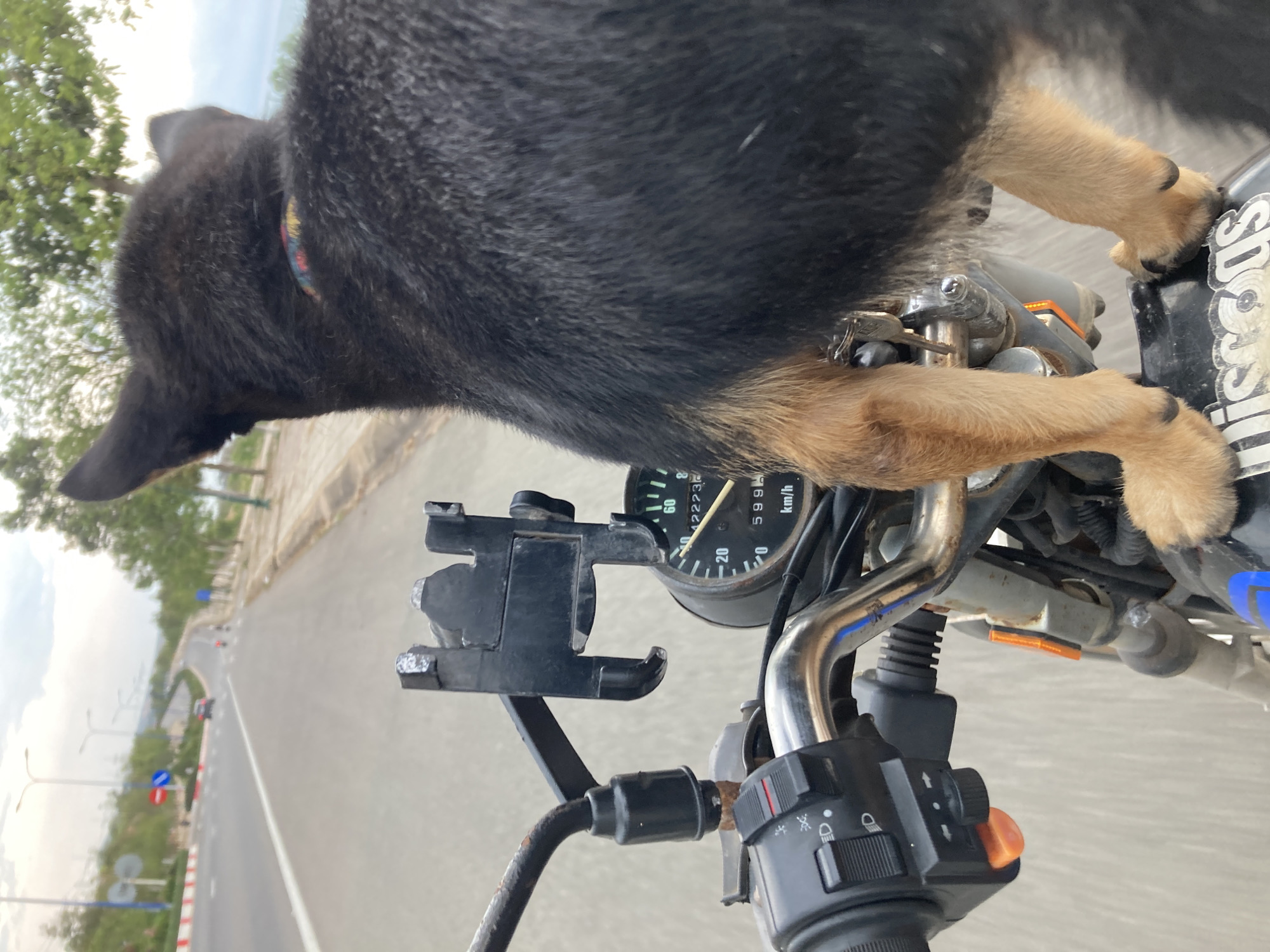 A black and tan dog stands on the fuel tank of a moving motorcycle. The motorcycle speedometer reads 59 km/h. The motorcycle is traveling on a paved road in Phu Thuy Ward, Vietnam, as evidenced by the kilometer speed and signage. The dog's head and upper body obscure the motorcycle's instrumentation. The camera's viewpoint is from the rider's perspective. A phone mount is attached to the handlebar.
