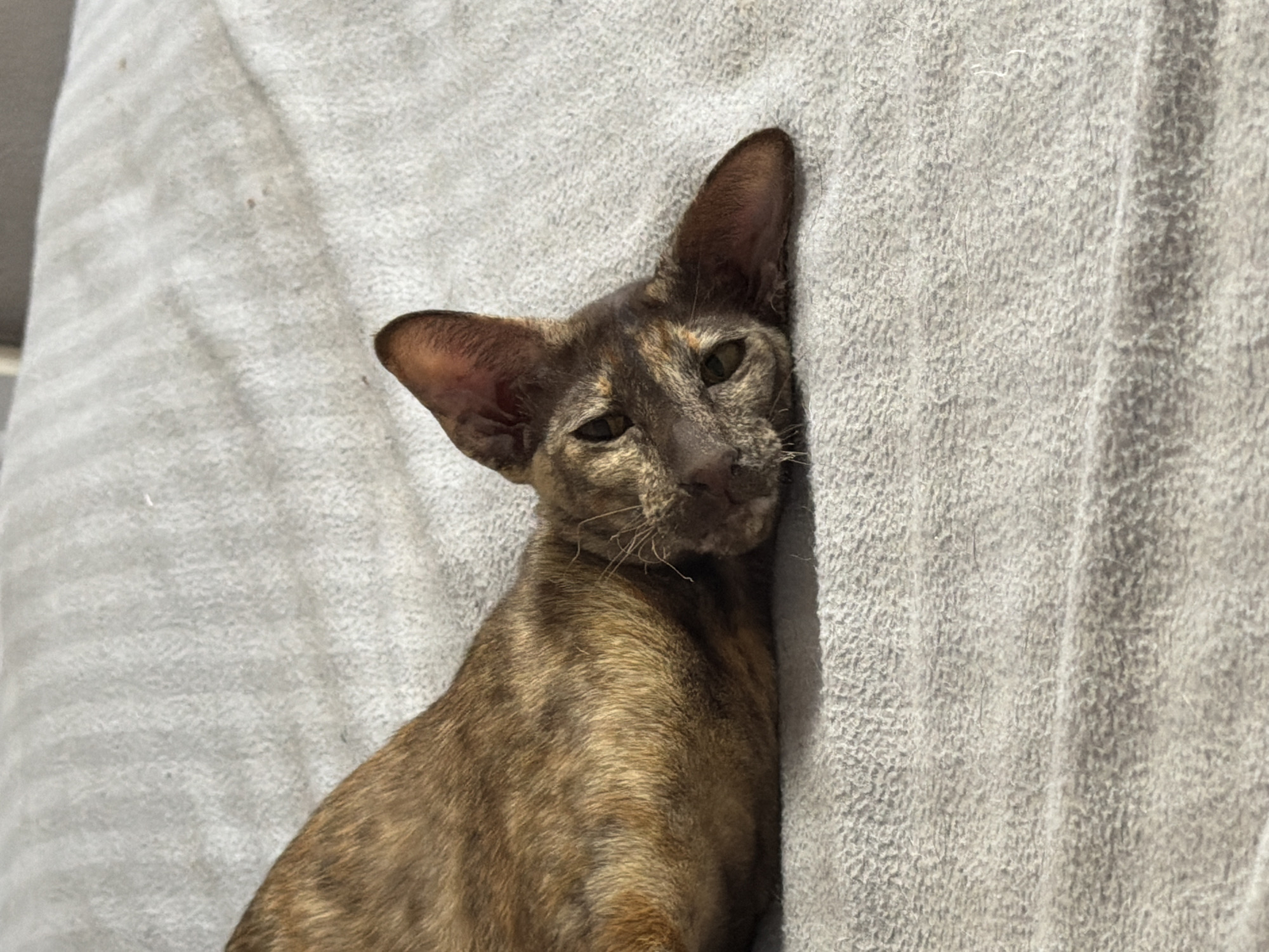 A domestic cat, identified as an Oriental Shorthair type, rests on a light gray, textured fabric surface. The cat exhibits a tortoiseshell coat with mottled patterns of brown, gold, and dark brindle, complementing its greenish-yellow eyes. Its head is positioned on the surface, facing slightly towards the camera, while the body extends horizontally to the left, partially out of frame. The fabric beneath the cat shows visible texture and subtle folds. A strong, directional light source, originating from the upper left, illuminates the scene, casting defined highlights on the animal's fur and the fabric, alongside soft shadows. The environment is an interior setting, situated in Chaikovsky, Russia.