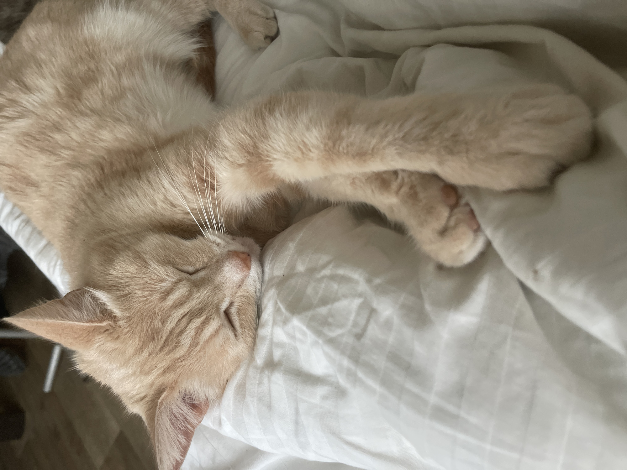 An orange tabby cat is sleeping on a white, striped duvet. The cat is curled up, with its head resting on a pillow. Its eyes are closed, and its paws are tucked beneath its body. The cat's fur is a light orange color with darker tabby markings. The duvet is soft and wrinkled, indicating it has been slept on. The background is blurry, but appears to be a bedroom. The image is taken from a slightly elevated angle, looking down at the cat. There is no indication of the cat's location in the city of Коротиха, Russia.