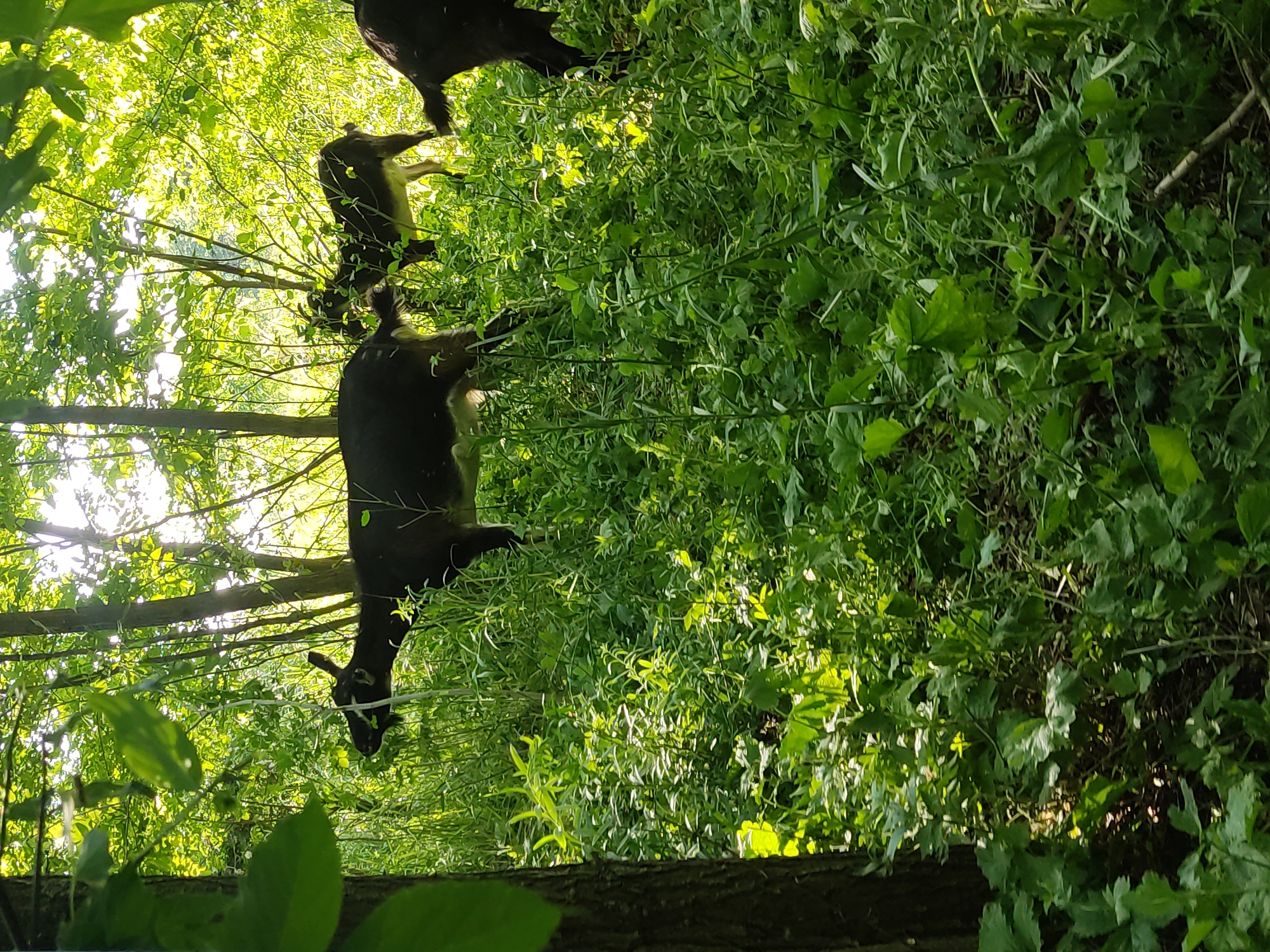 This image captures a heavily vegetated natural scene in the city of Mospyne, Ukraine, illuminated by bright sunlight filtering through trees. Four dark-colored goats are present, primarily obscured by lush green foliage. A prominent dark goat with small horns is positioned in the mid-ground, facing left with its head slightly lowered, appearing to graze. To its immediate right, another dark goat is partially visible among the dense plants. The hindquarters of a third dark goat are visible on the far right edge of the frame, and those of a fourth on the far left. The environment is dominated by vibrant green grasses, leafy plants, and numerous tree trunks, including a large one on the far left. Sunlight creates bright highlights on the vegetation and dappled patterns on the ground. No people or human-made objects are visible.