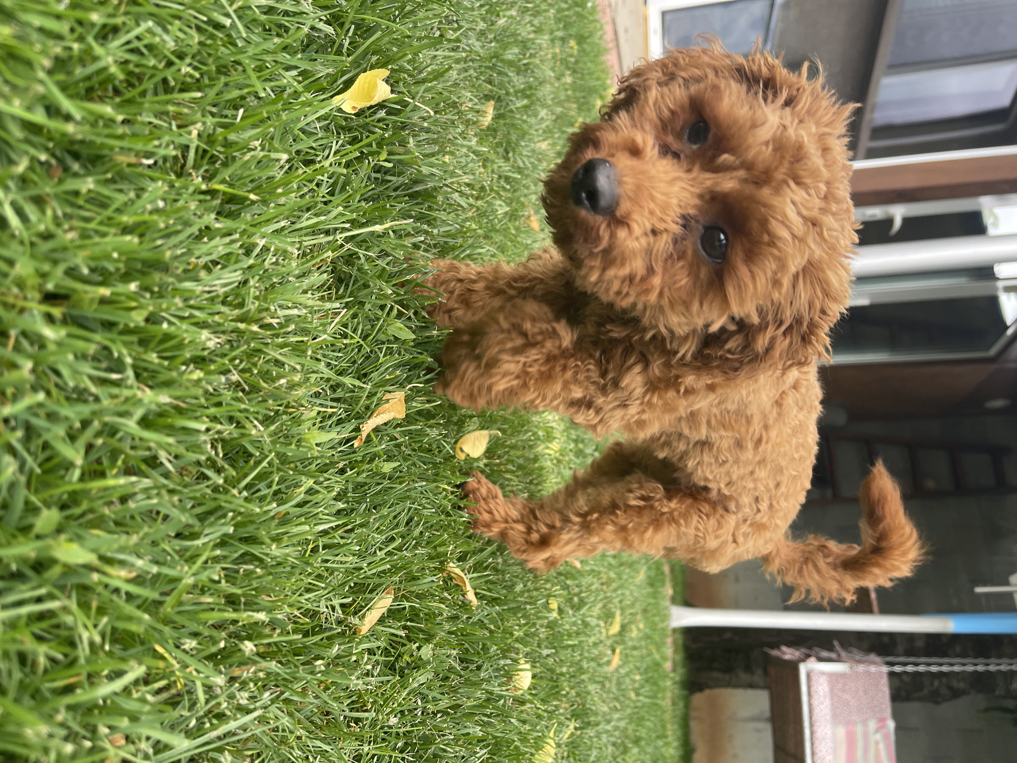 A small, brown, curly-haired dog is standing on green grass. There are a few yellow leaves scattered on the grass. The dog is looking up at the camera. In the background, there is a building with windows, a ladder, and a box. The location cannot be determined to be Sofia, Bulgaria from the visual information provided.